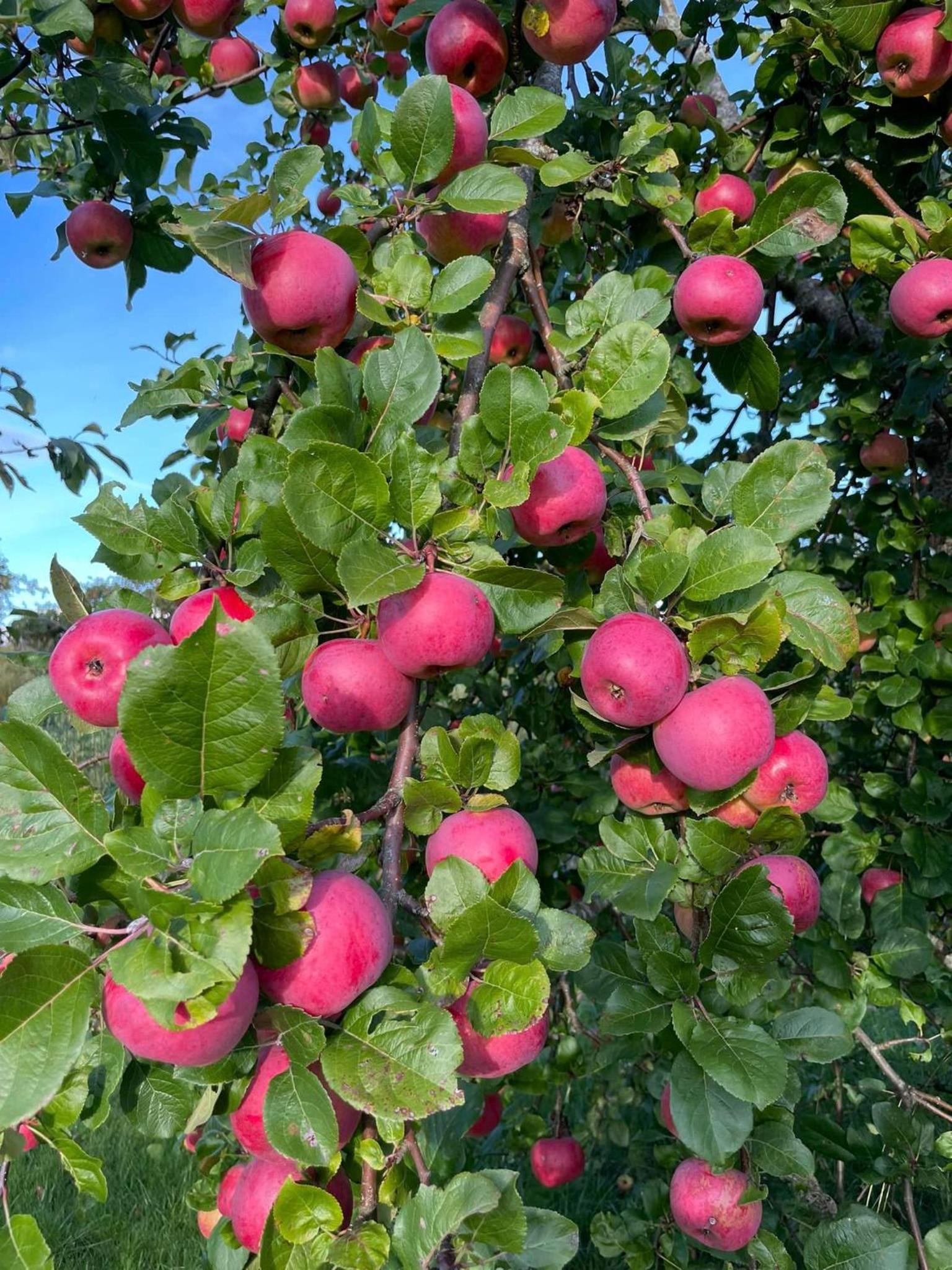 Pērles