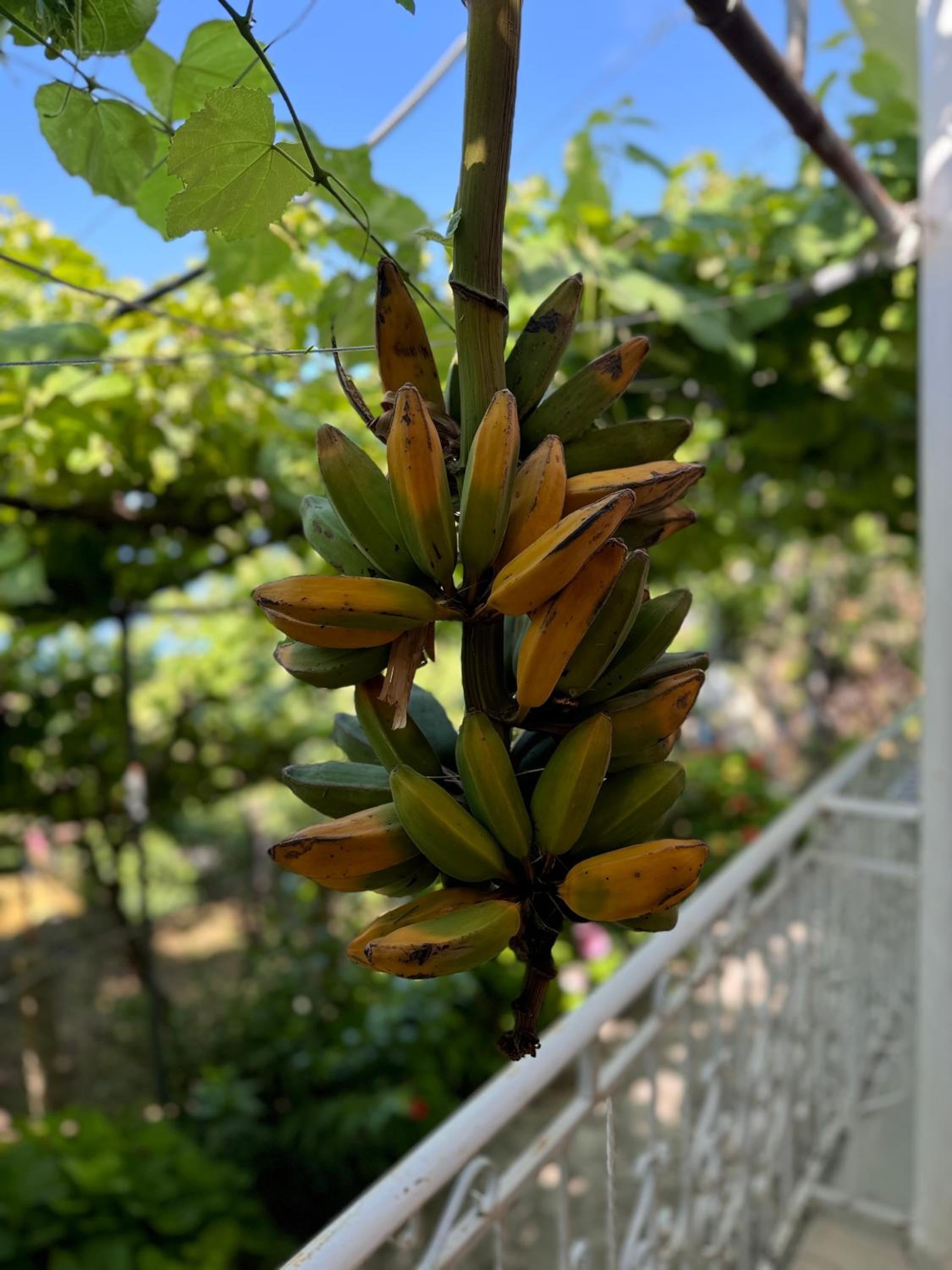 Uzeiri’s Houses photo 2