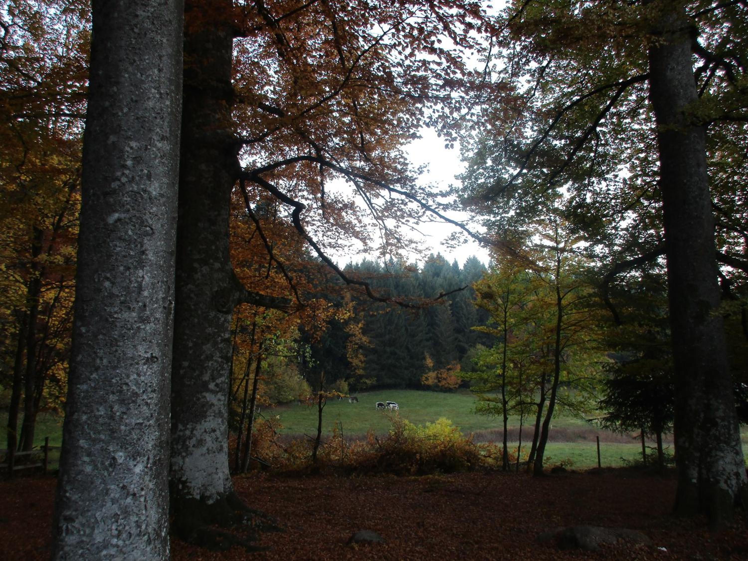 Photo 27