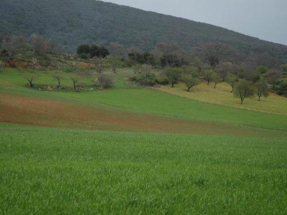PROF OLIVETO ANTICo view 5