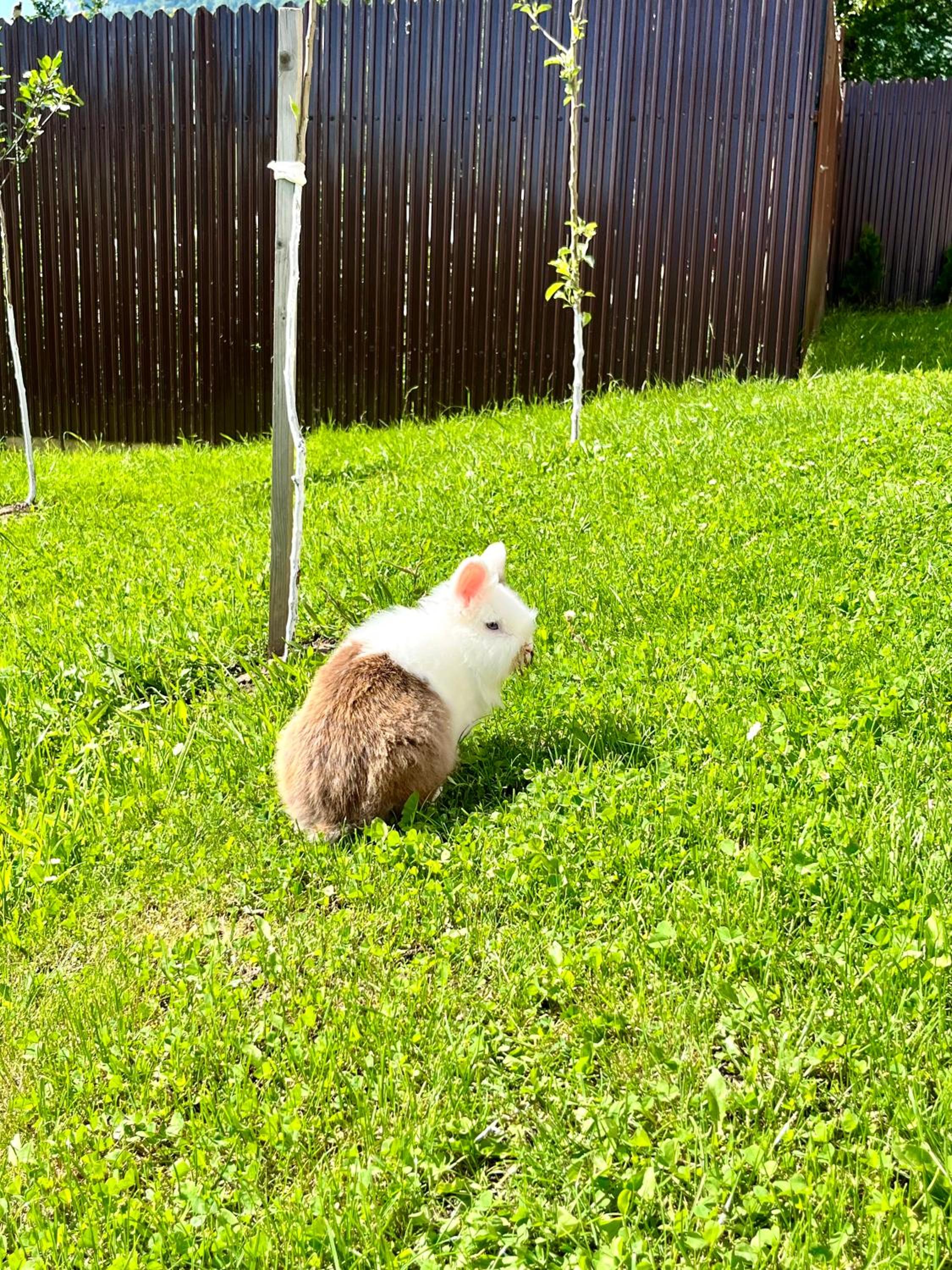 Photo 20