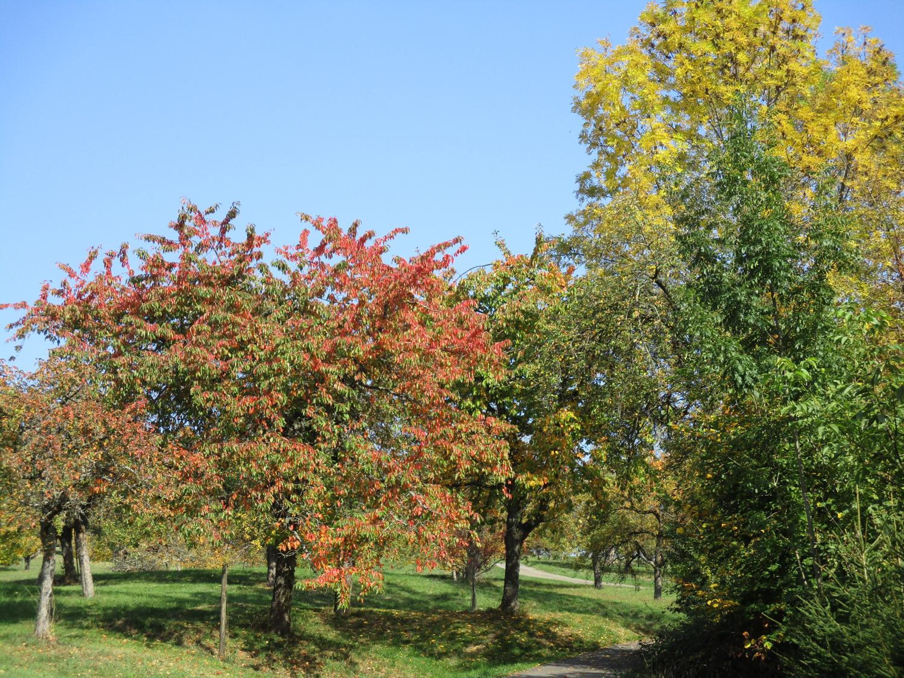Ferienwohnung Schauinsland