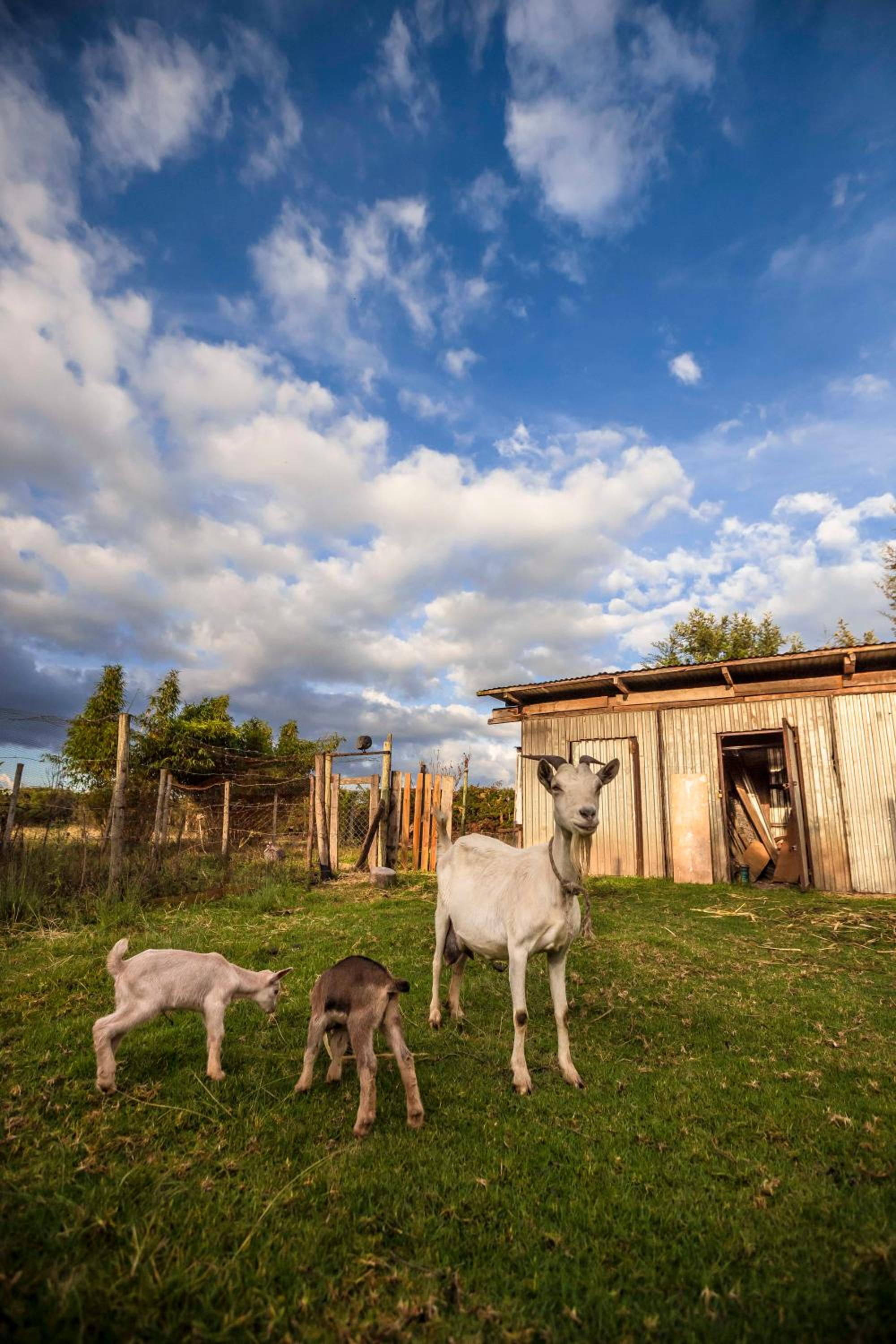 The Besotted Cottage at Mount Kenya Farm Stay