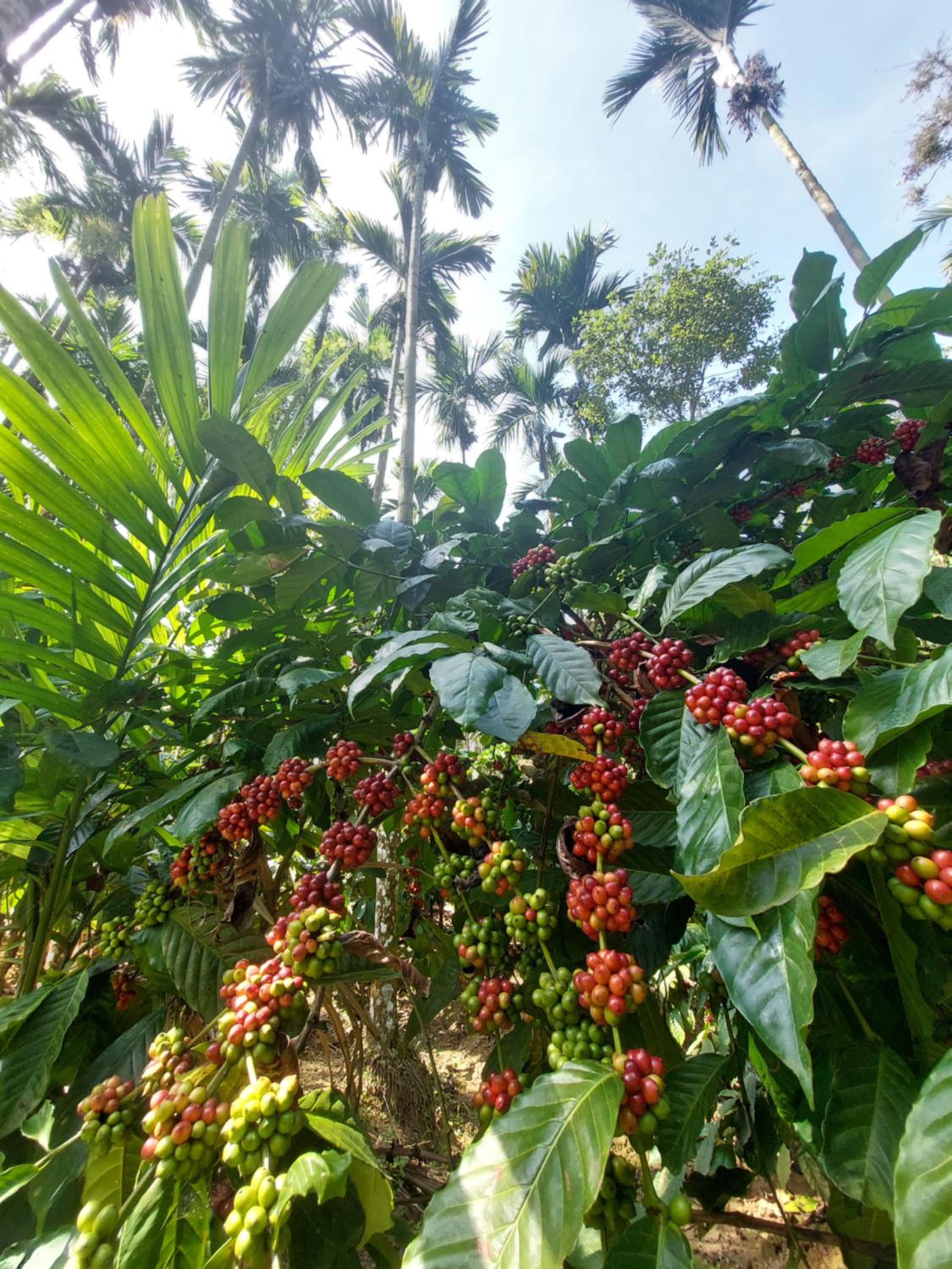 Rustic Nest Cottage, Gonikoppal- Ammathi Road, Coorg view 3