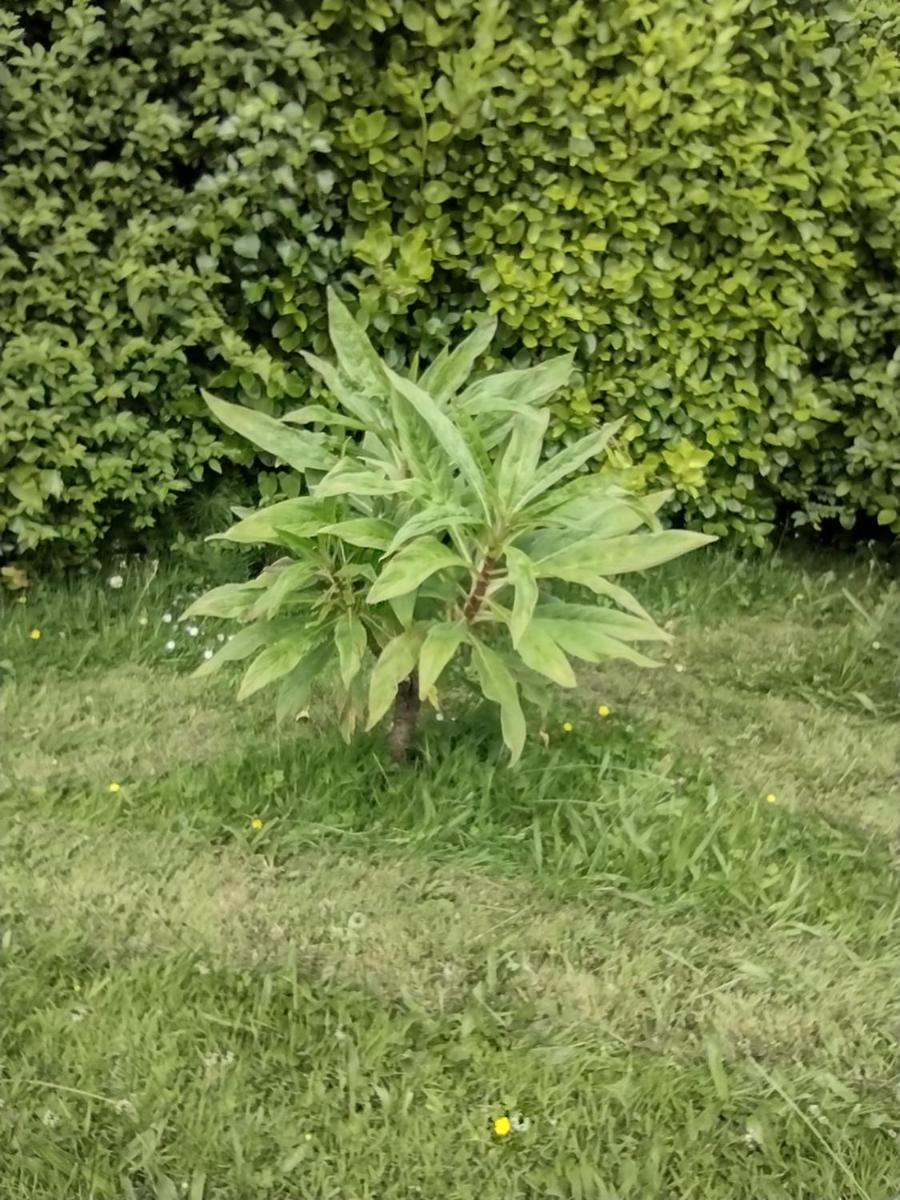 Photo 26