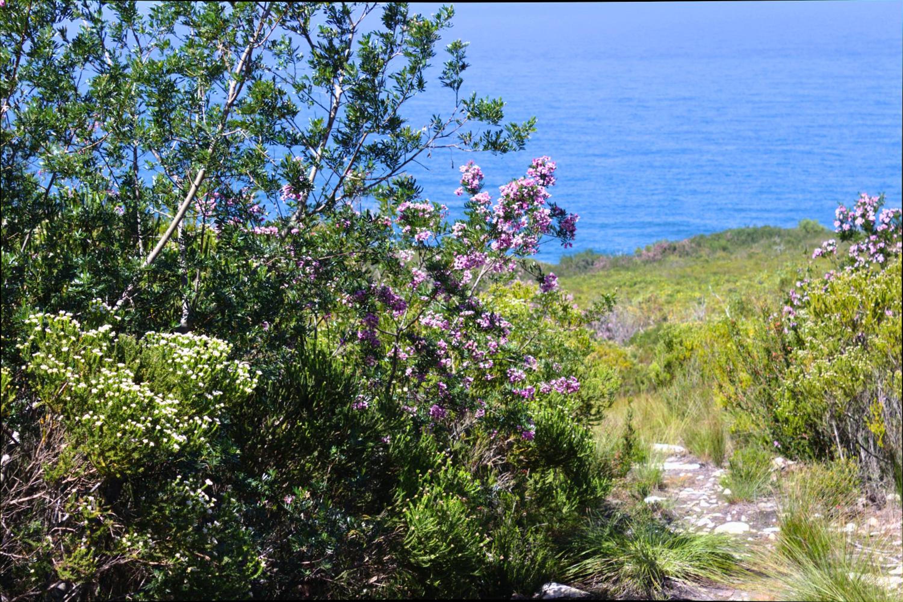 Rondebos Retreat - Tranquility and Peace view 3