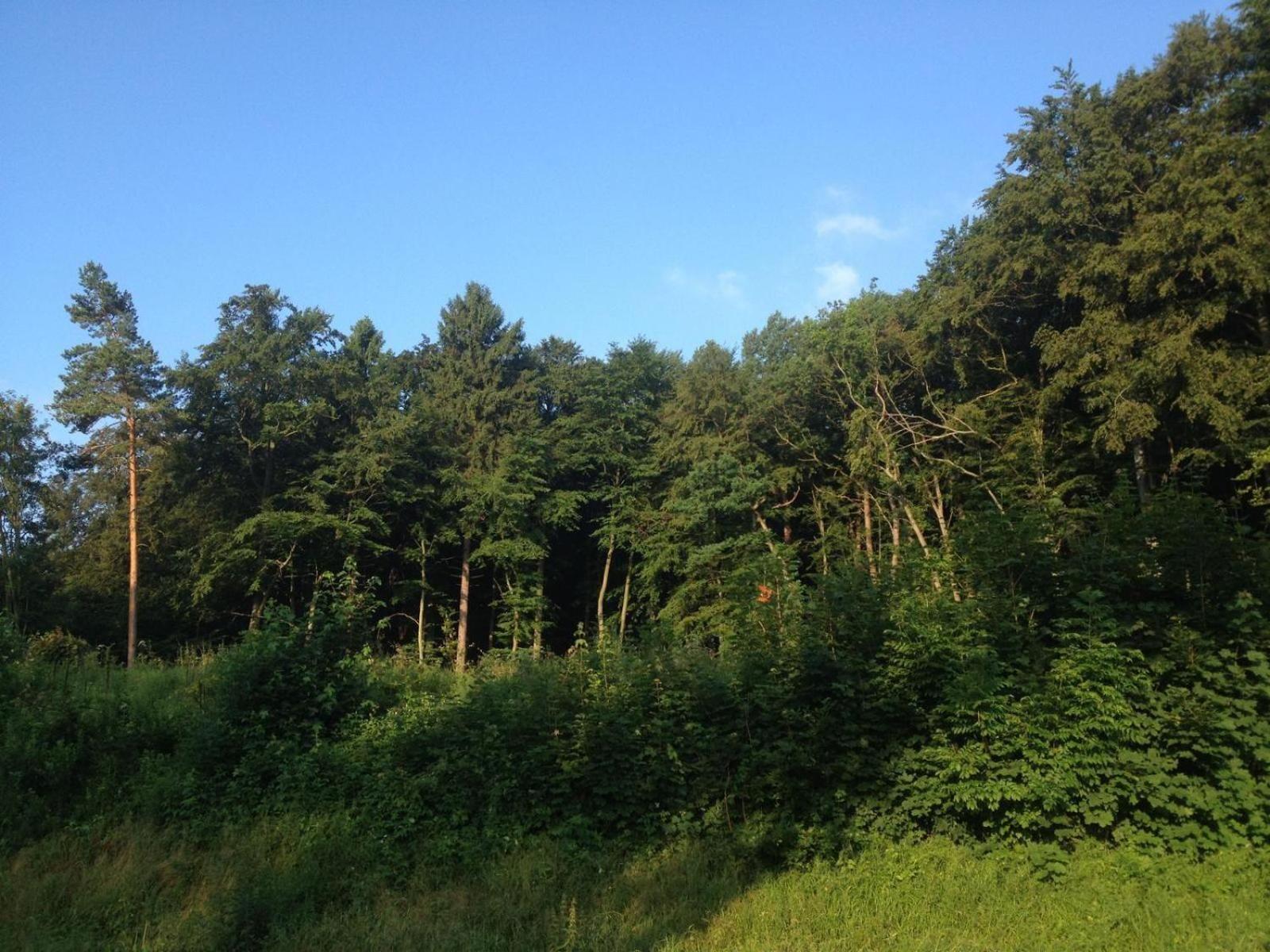 Ferienwohnung-Eldorstal-2-Urlaub-mit-Hund-in-Bad-Harzburg