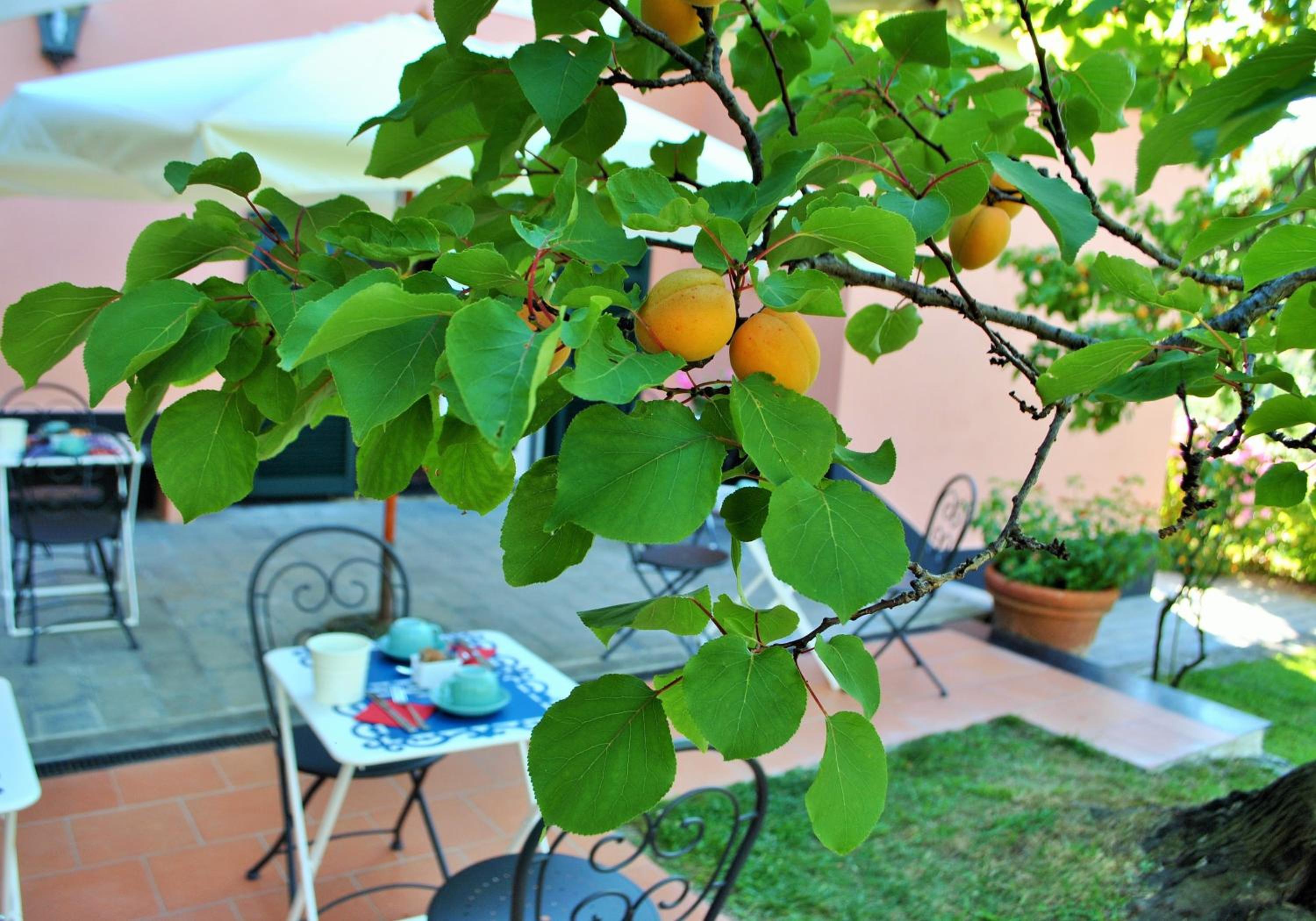 L' Amandola