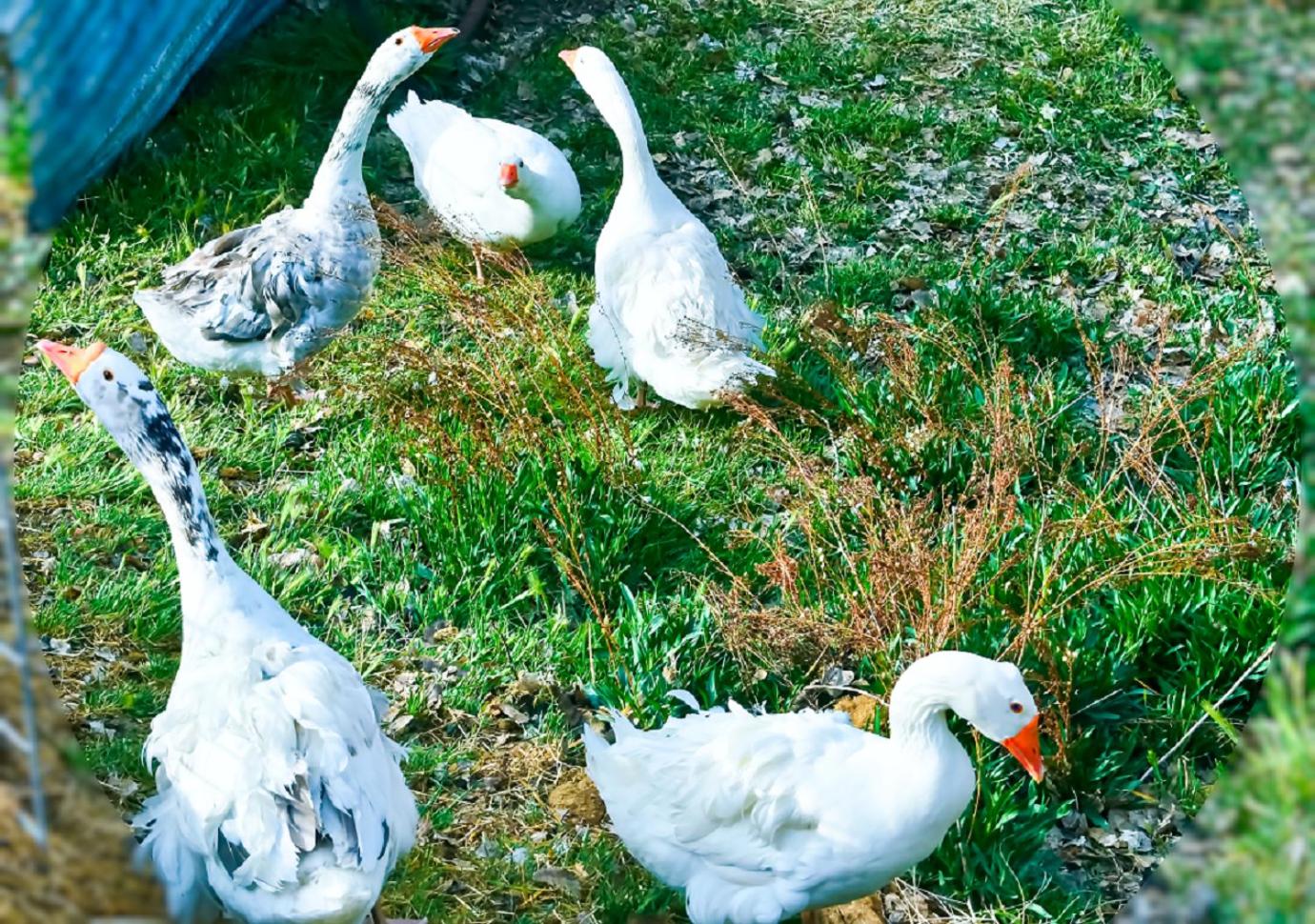 Photo 47