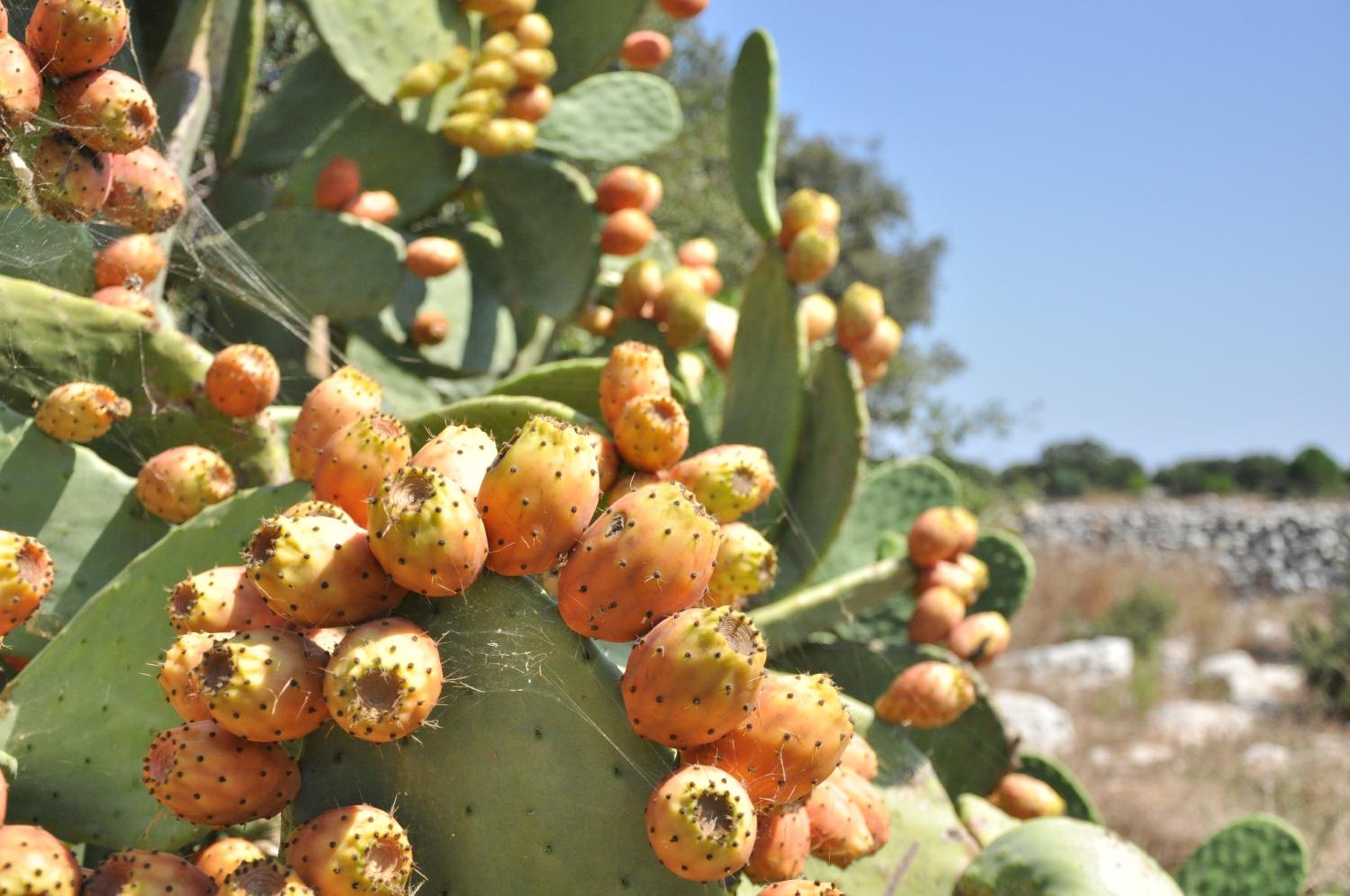 Masseria Uccio