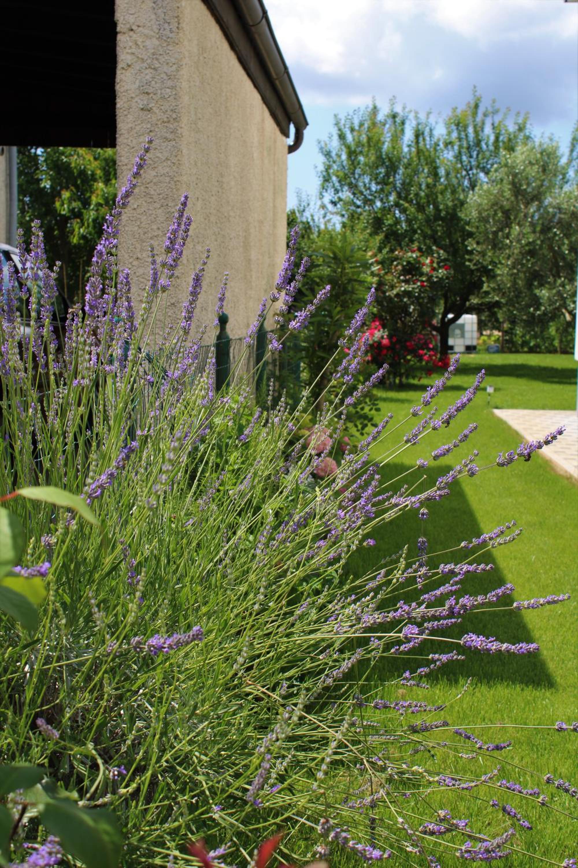 Apartments Nelle