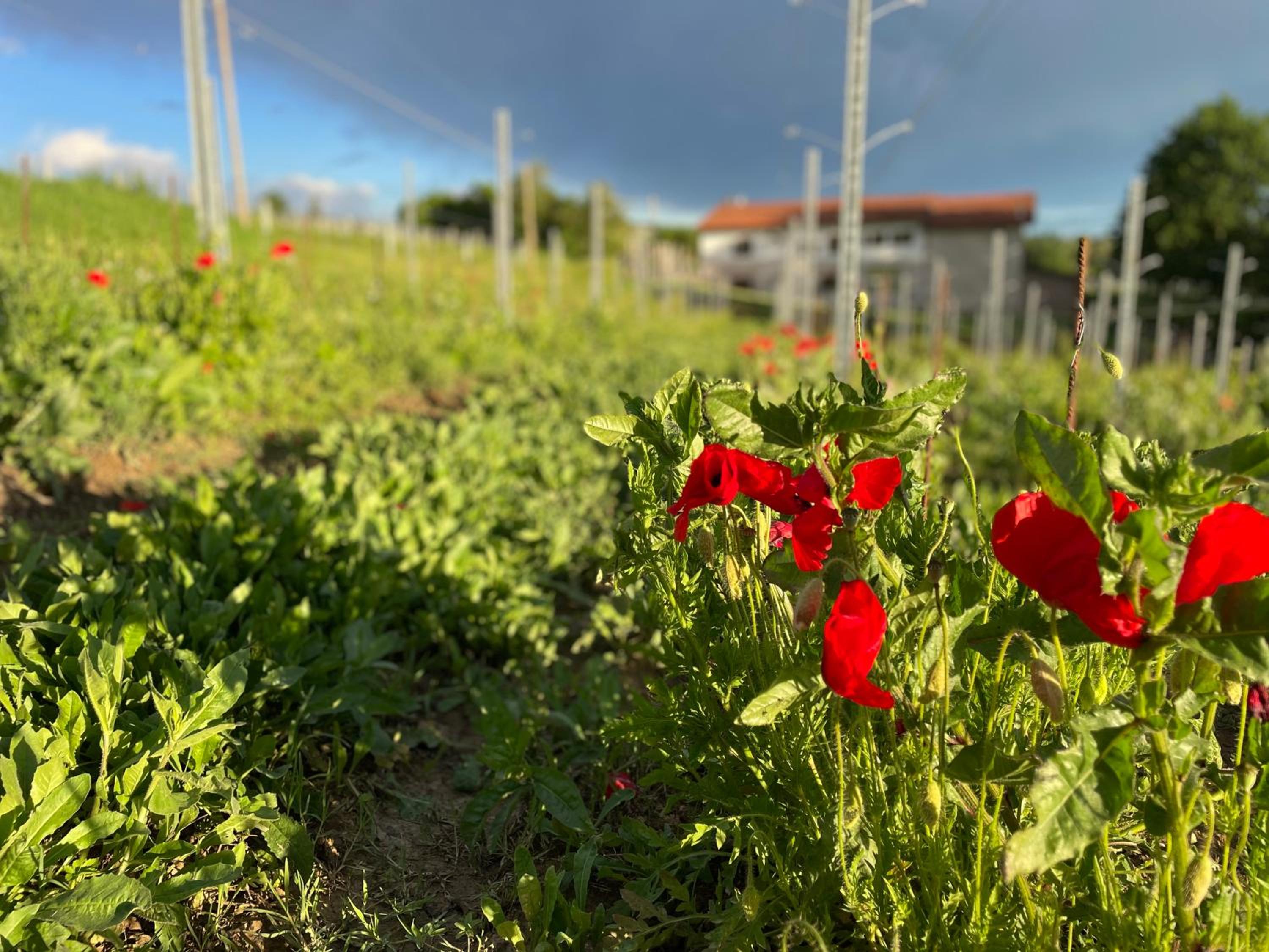 Cascina Mabette