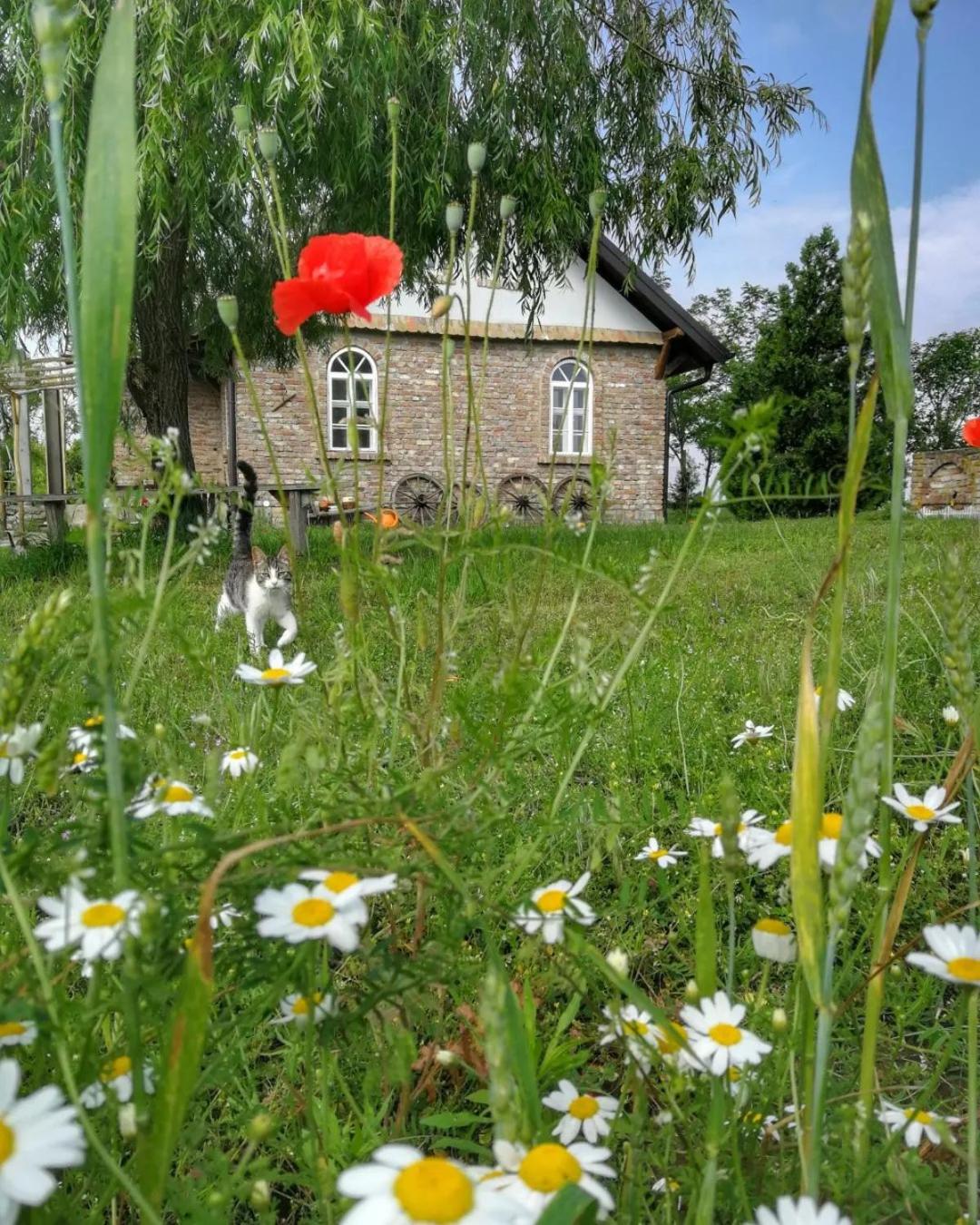Tetrebov salas in the peaceful fields view 2