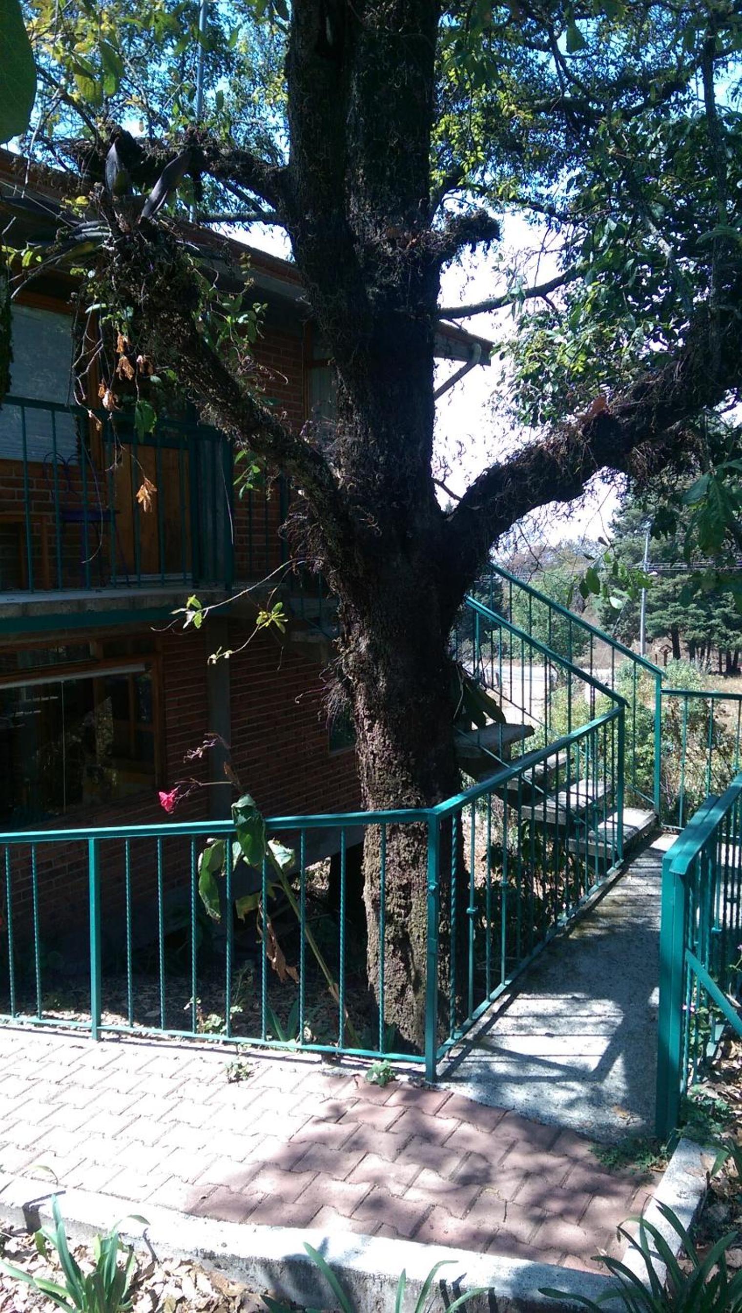 Acogedor Bungalow en medio del bosque de Tepoztlan view 5