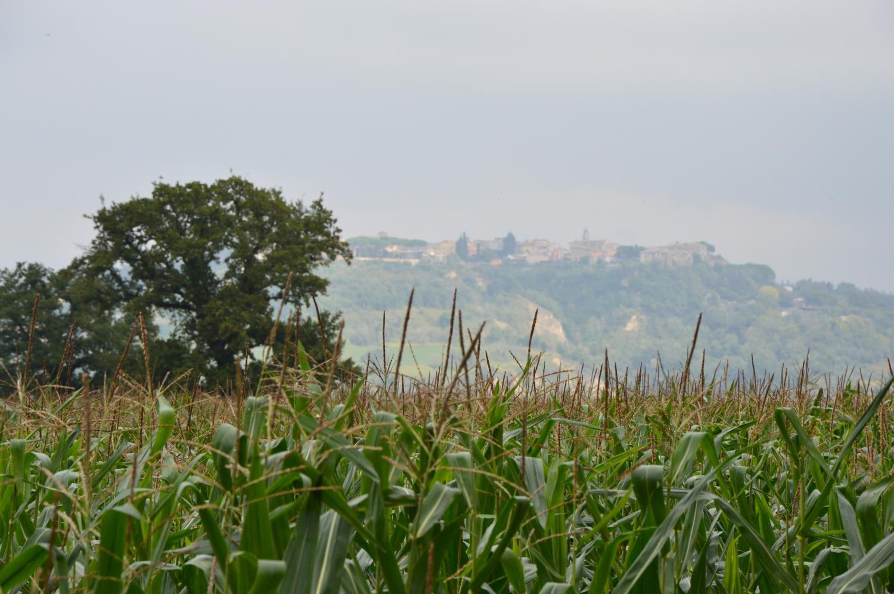 Fattoria Lucciano