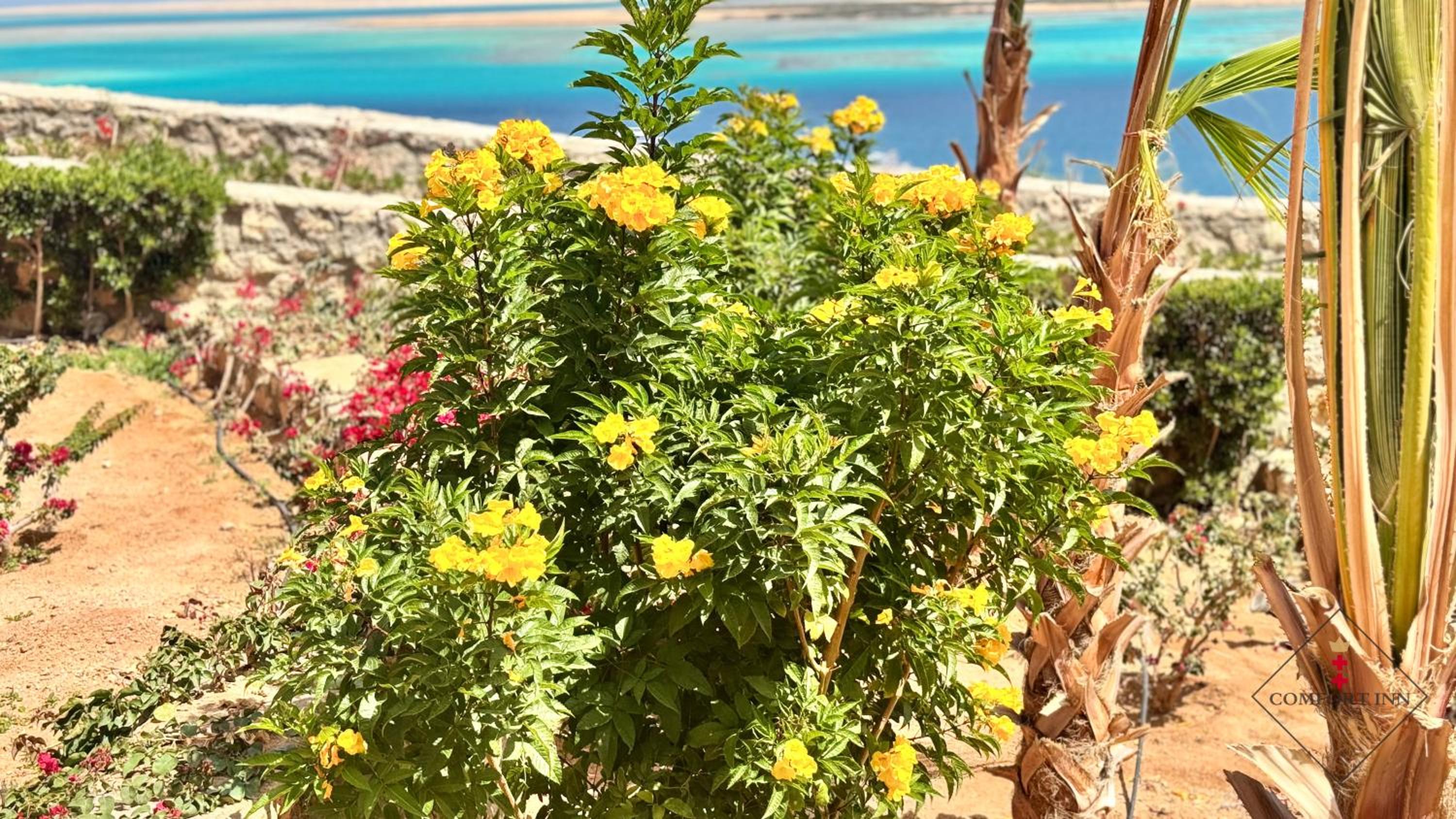COMFORT INN APARTMENTS-Hurgada,The View