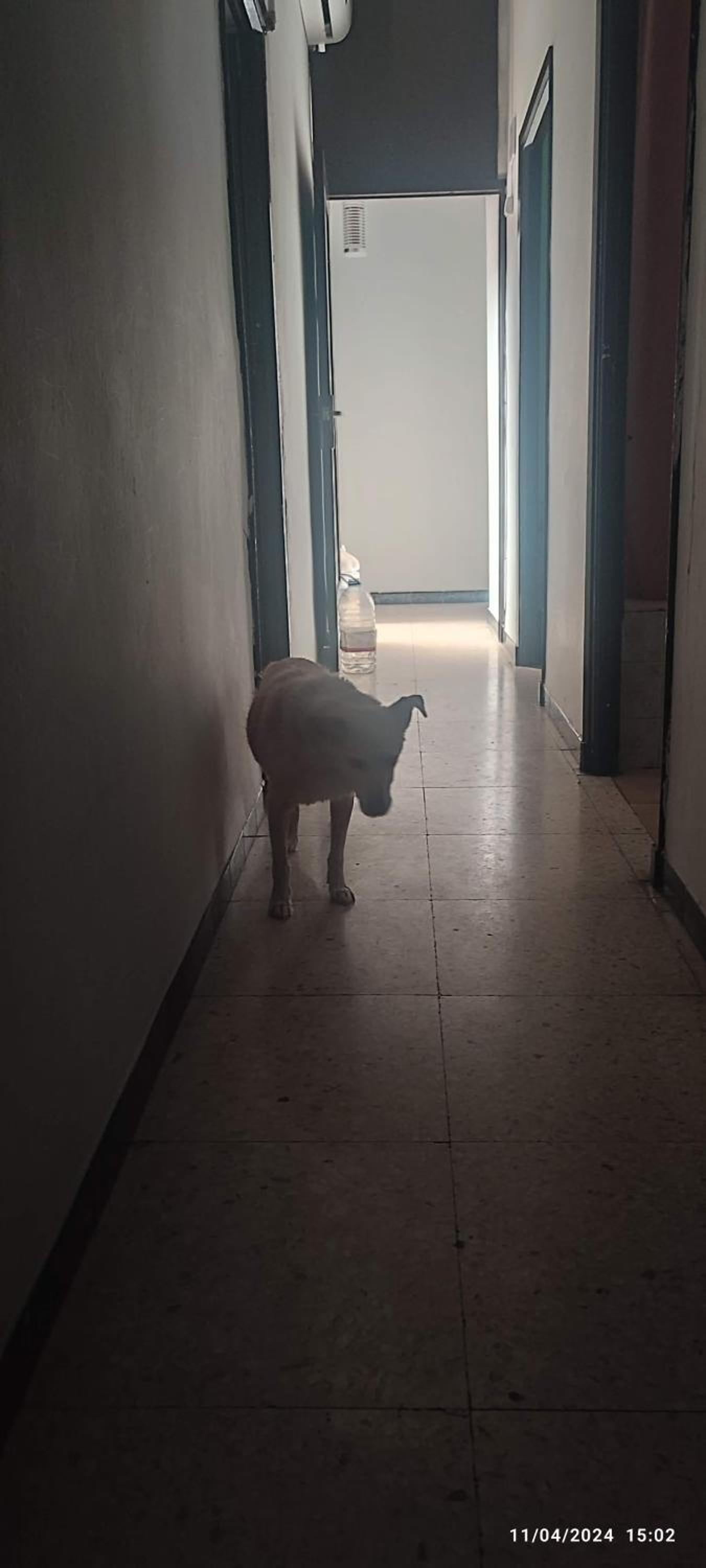 human