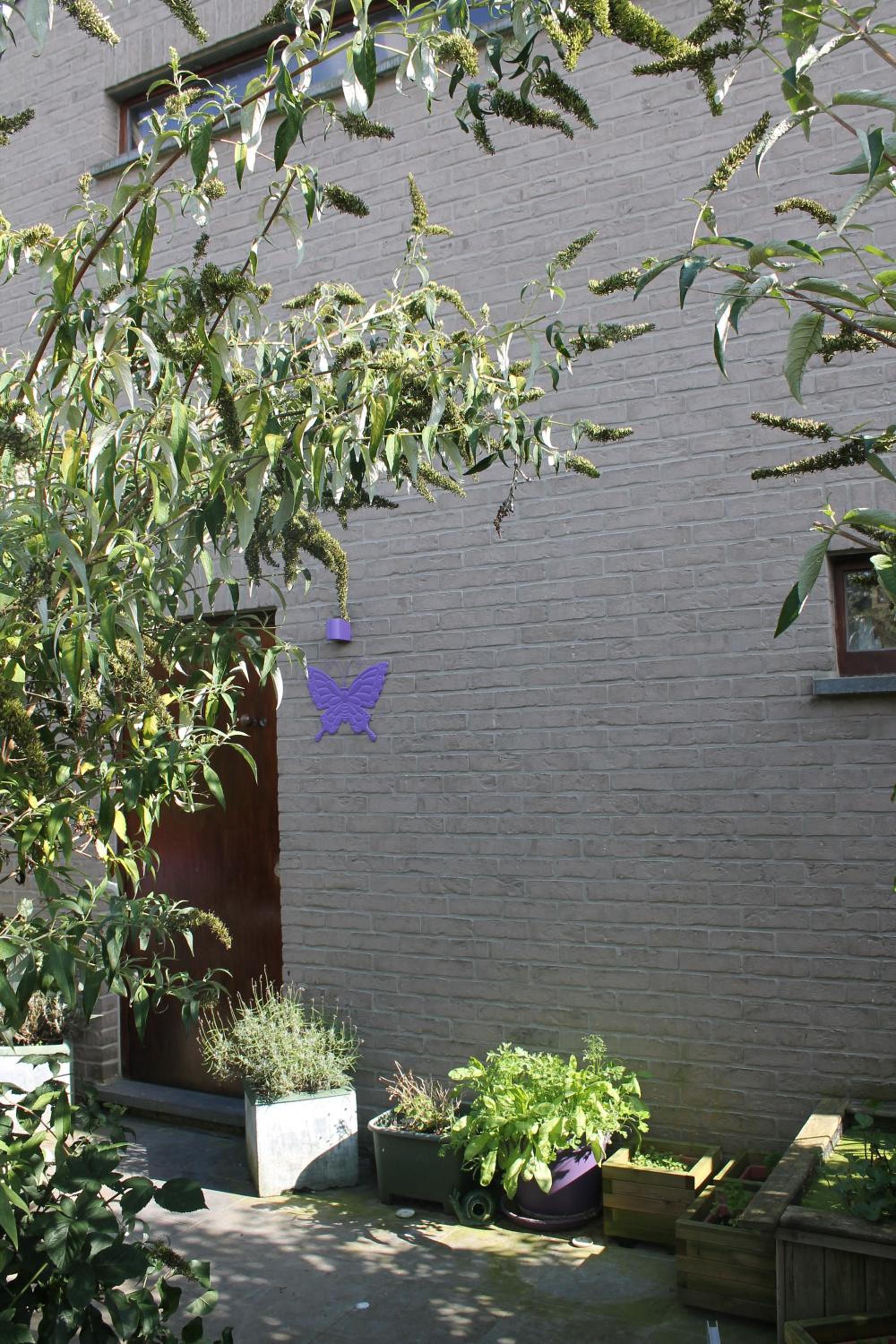 Purple Papillon