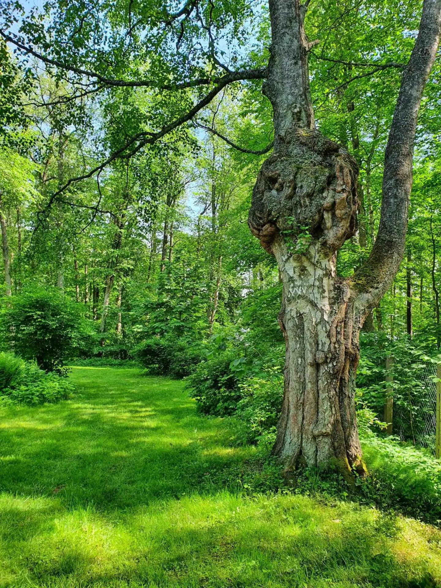 Knipnäs Rosengarden
