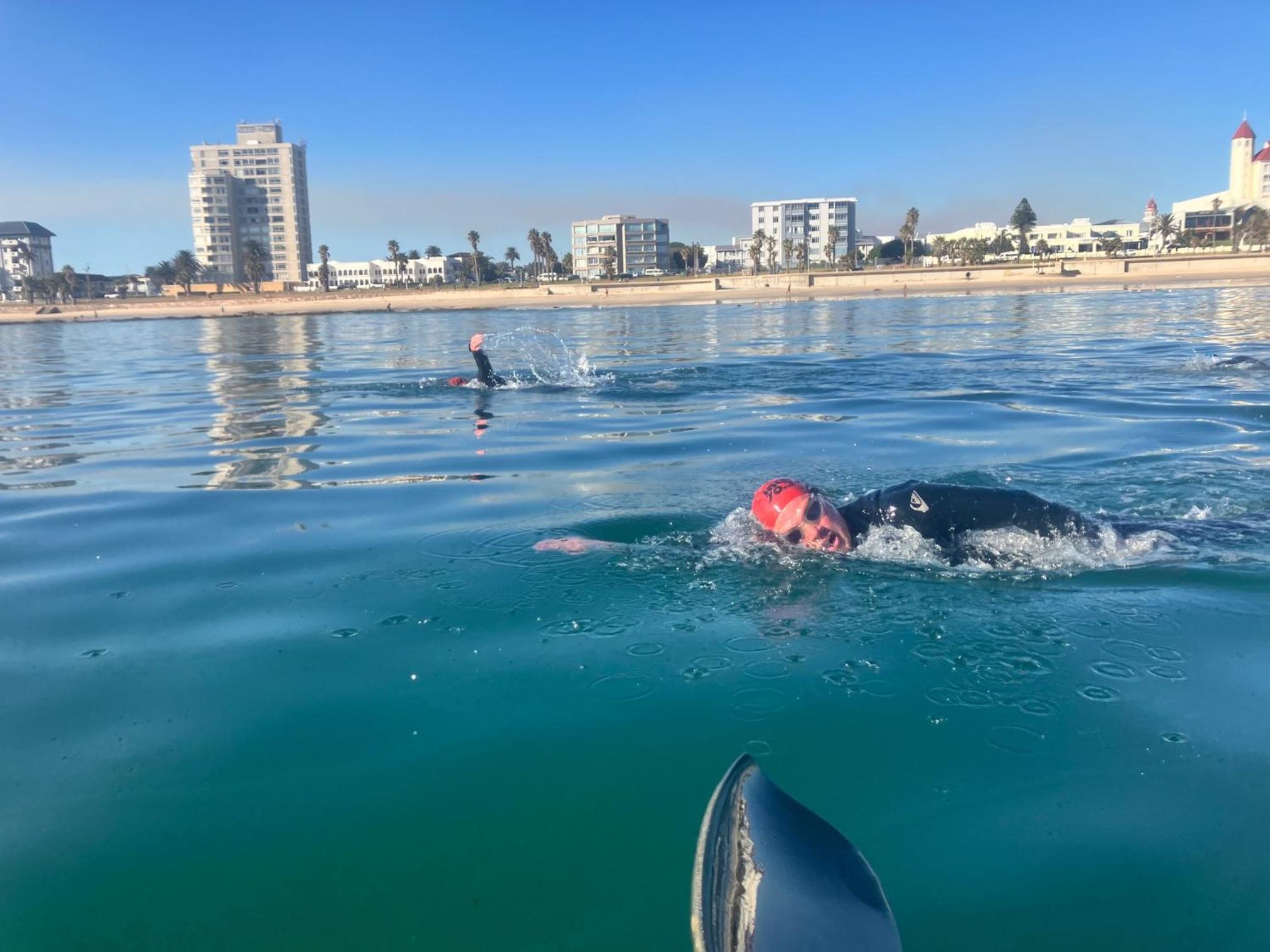 Dolphins Delight
