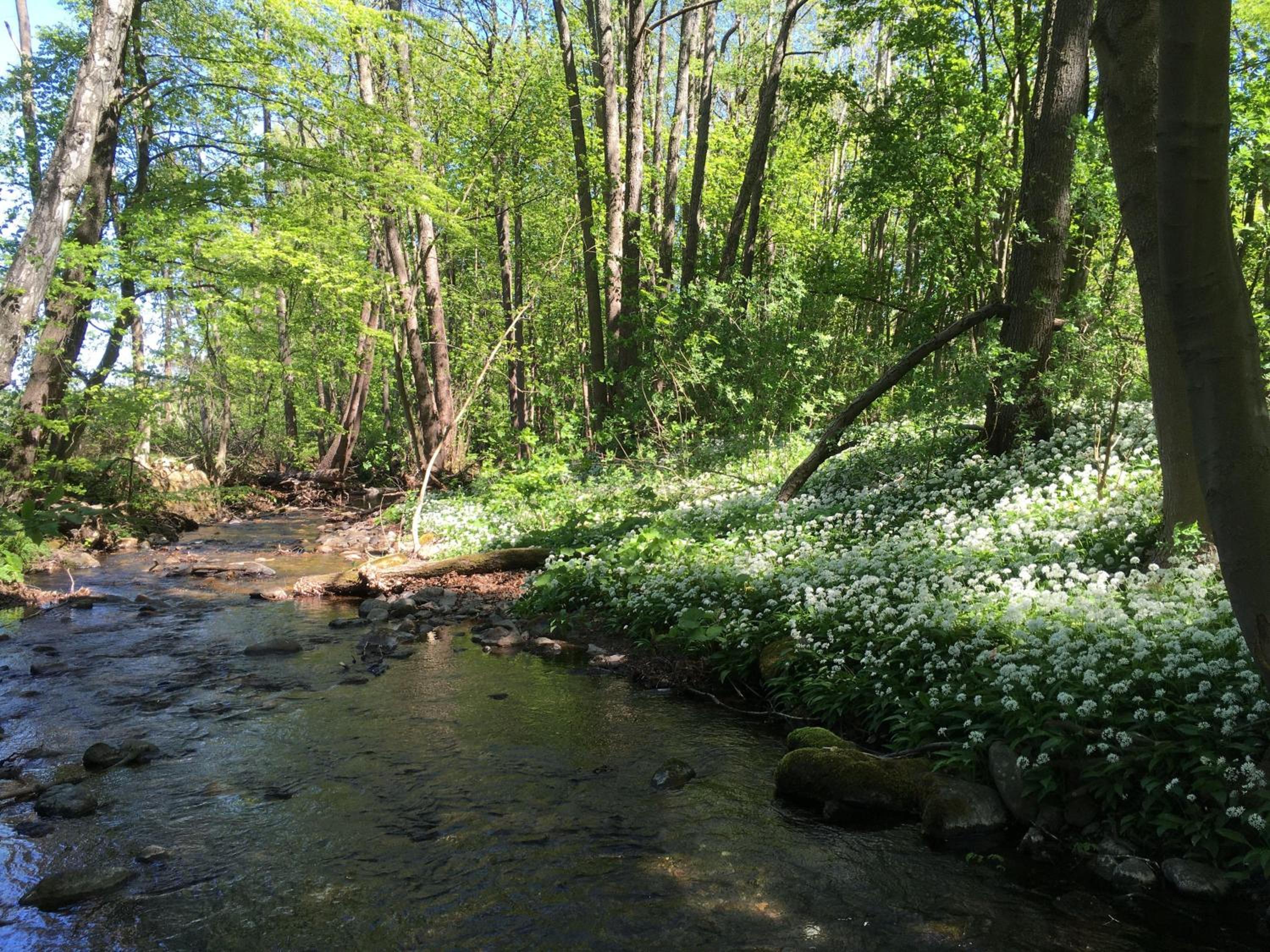 Eldorstal-1-Ferienwohnung-in-Bad-Harzburg-mit-Hund-direkt-am-Nationalpark-1000-qm-Garten