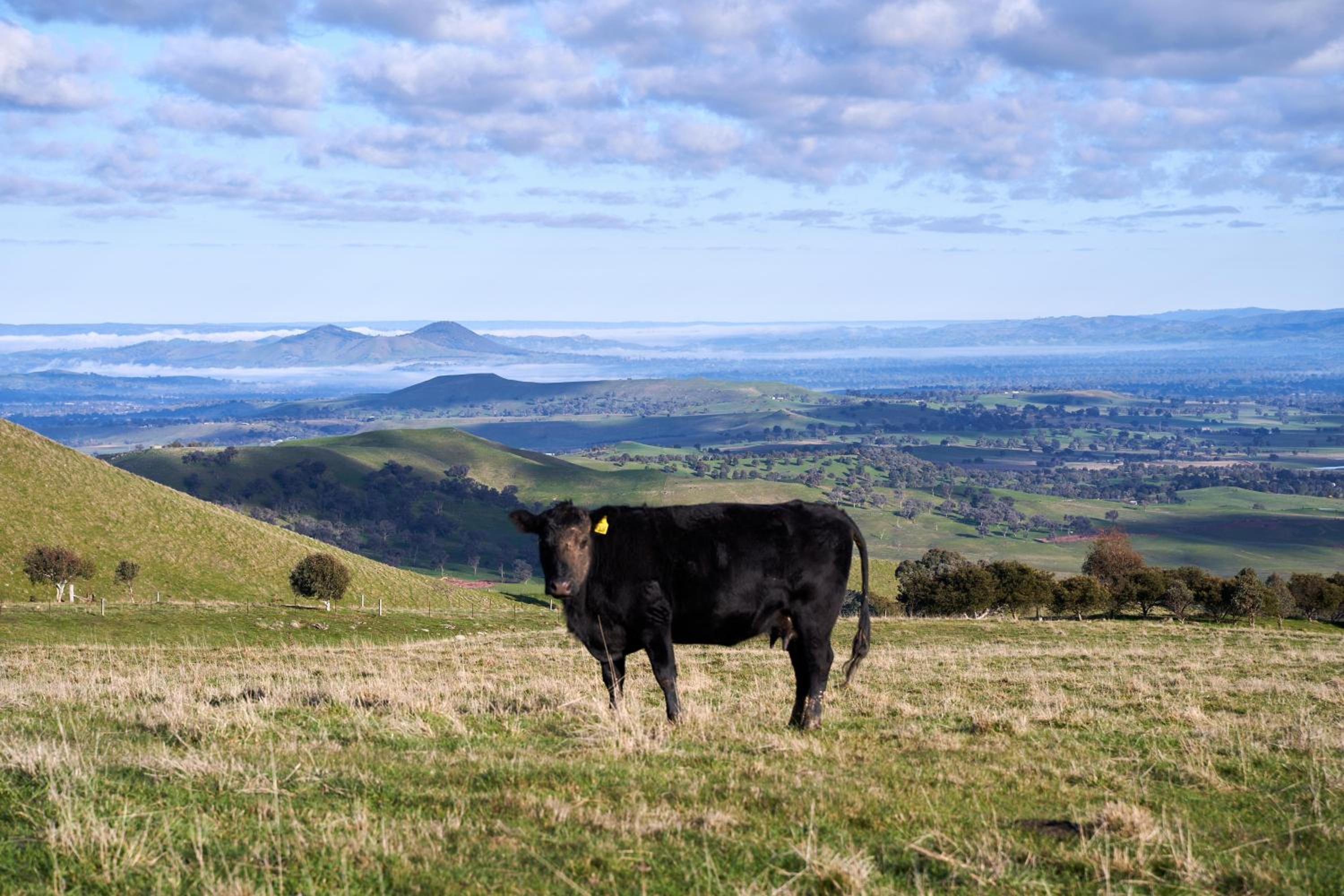 Beolite Retreat - 25 Minutes to Mt Buller Gates
