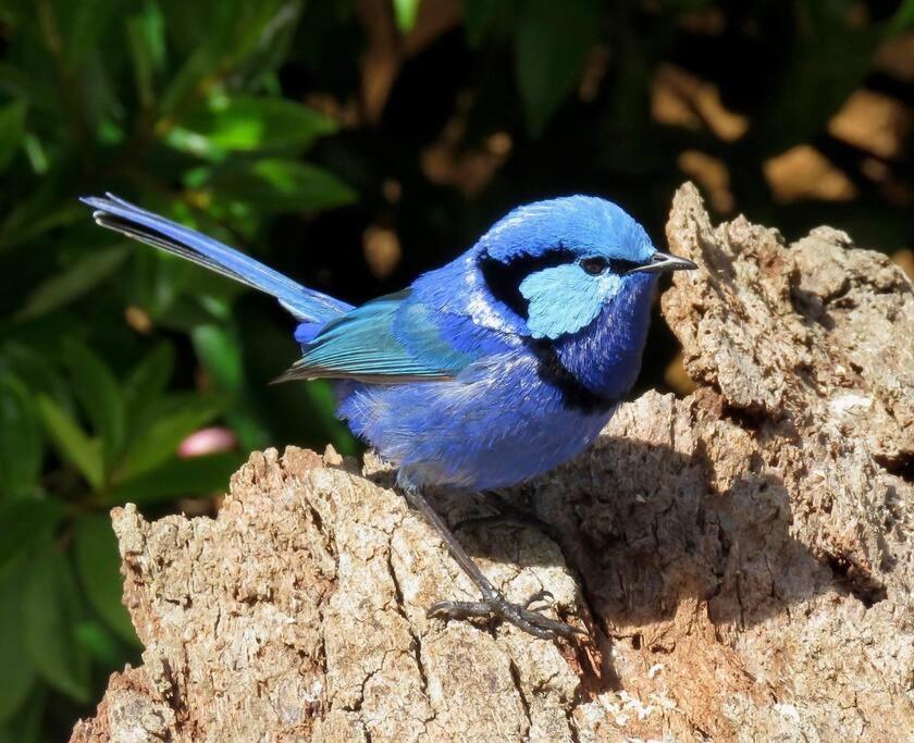 Swallows Cottage, Margaret River
