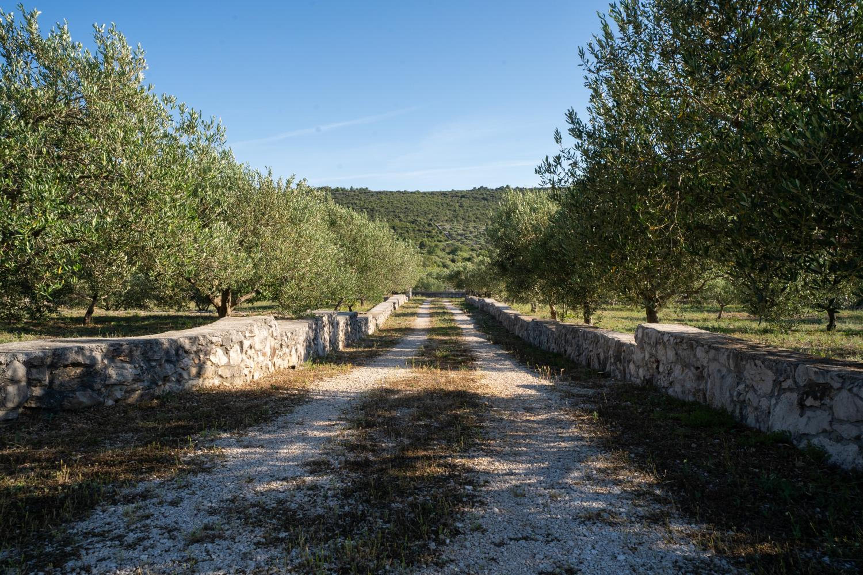 Villa Aria - peaceful olive grove & swimming pool