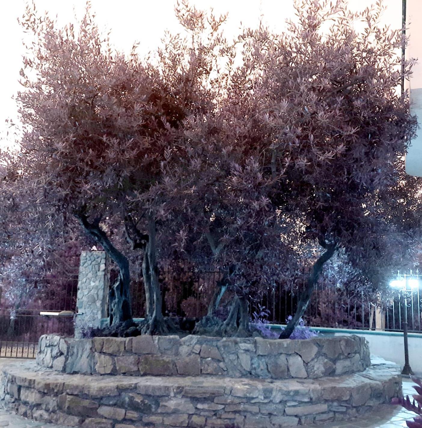 Photo 37