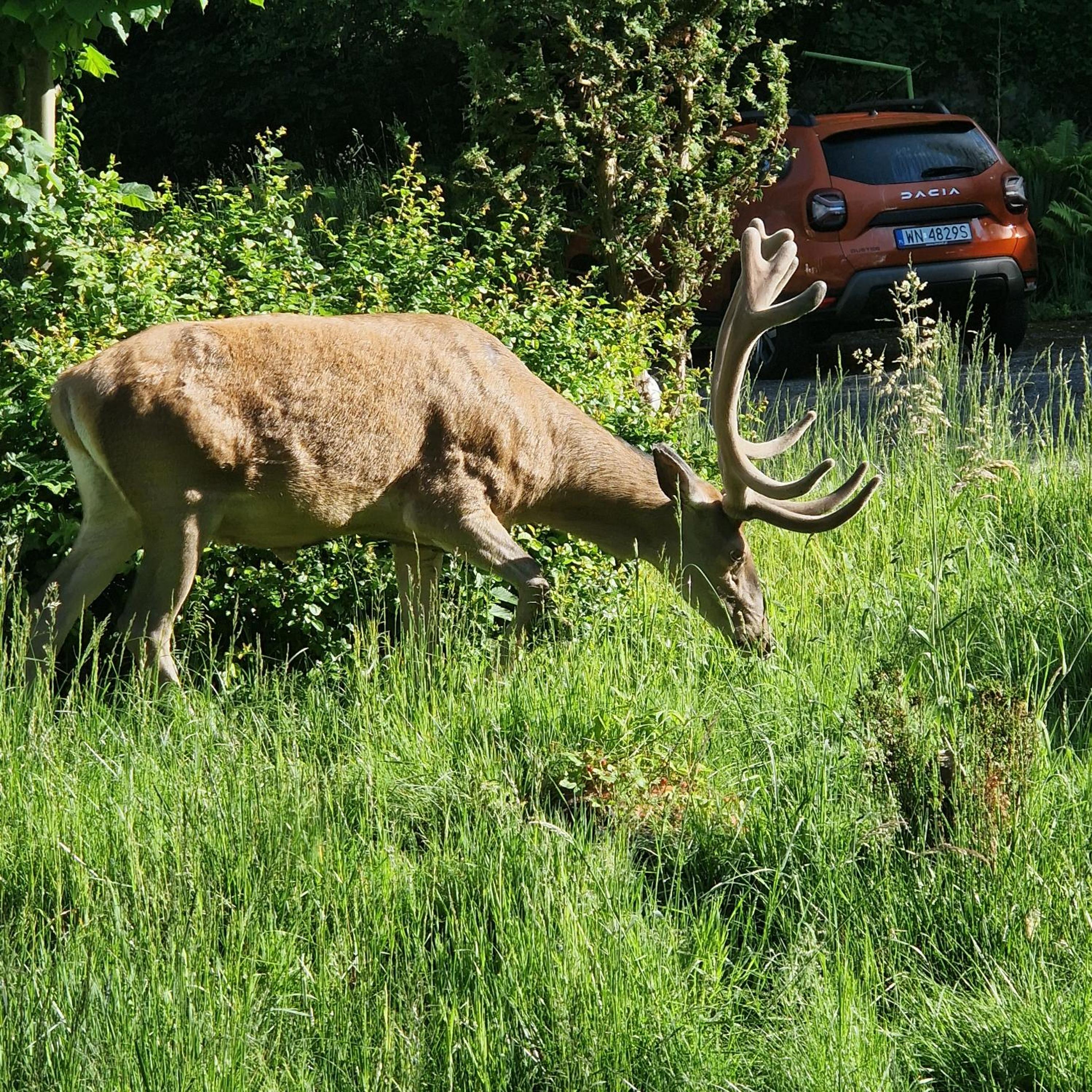 Photo 45