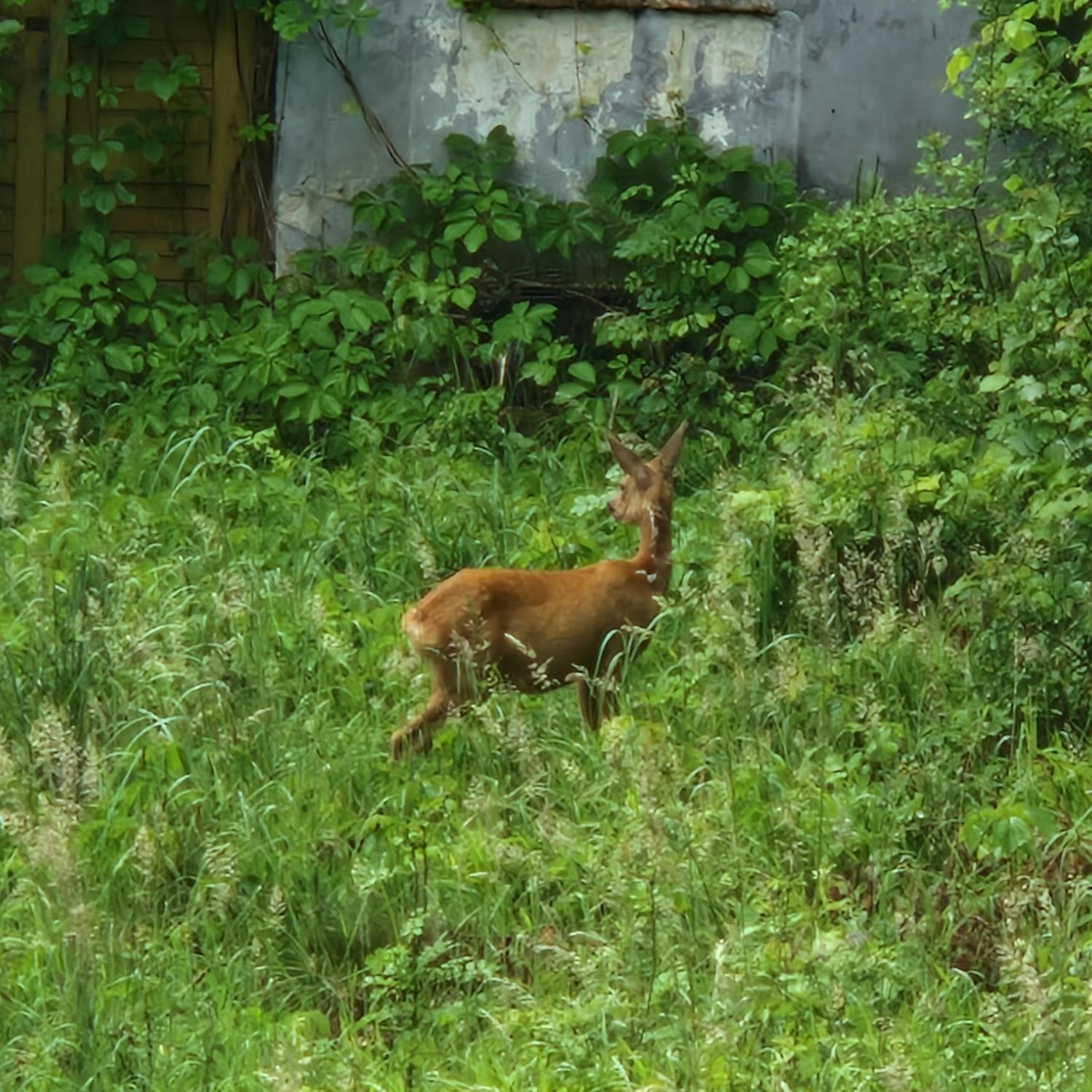 Photo 46