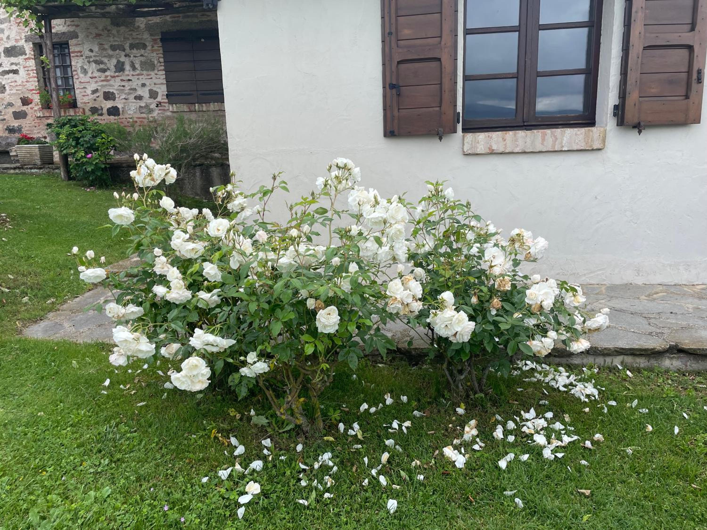 Photo 37