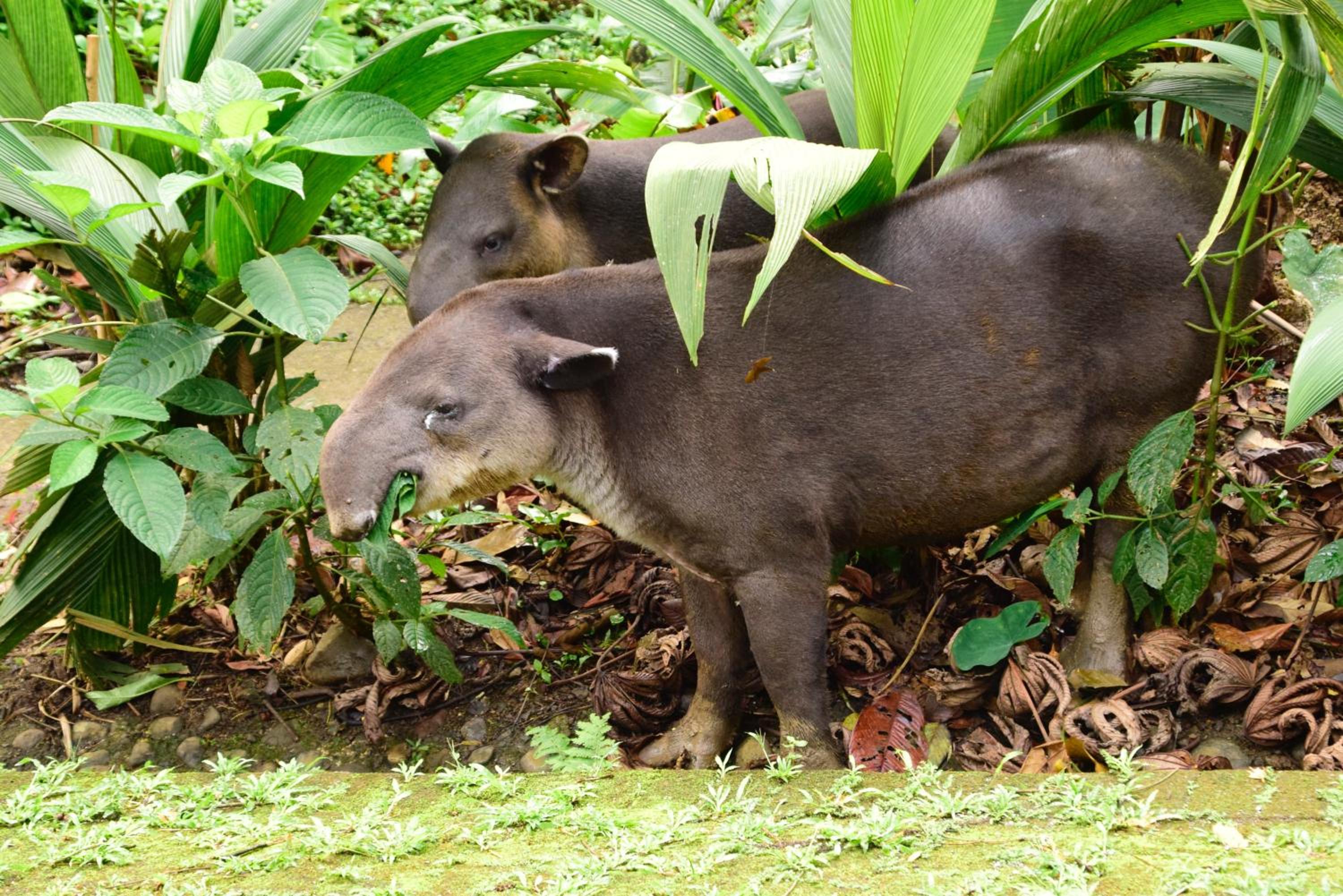 Tapirus Lodge and Reserve