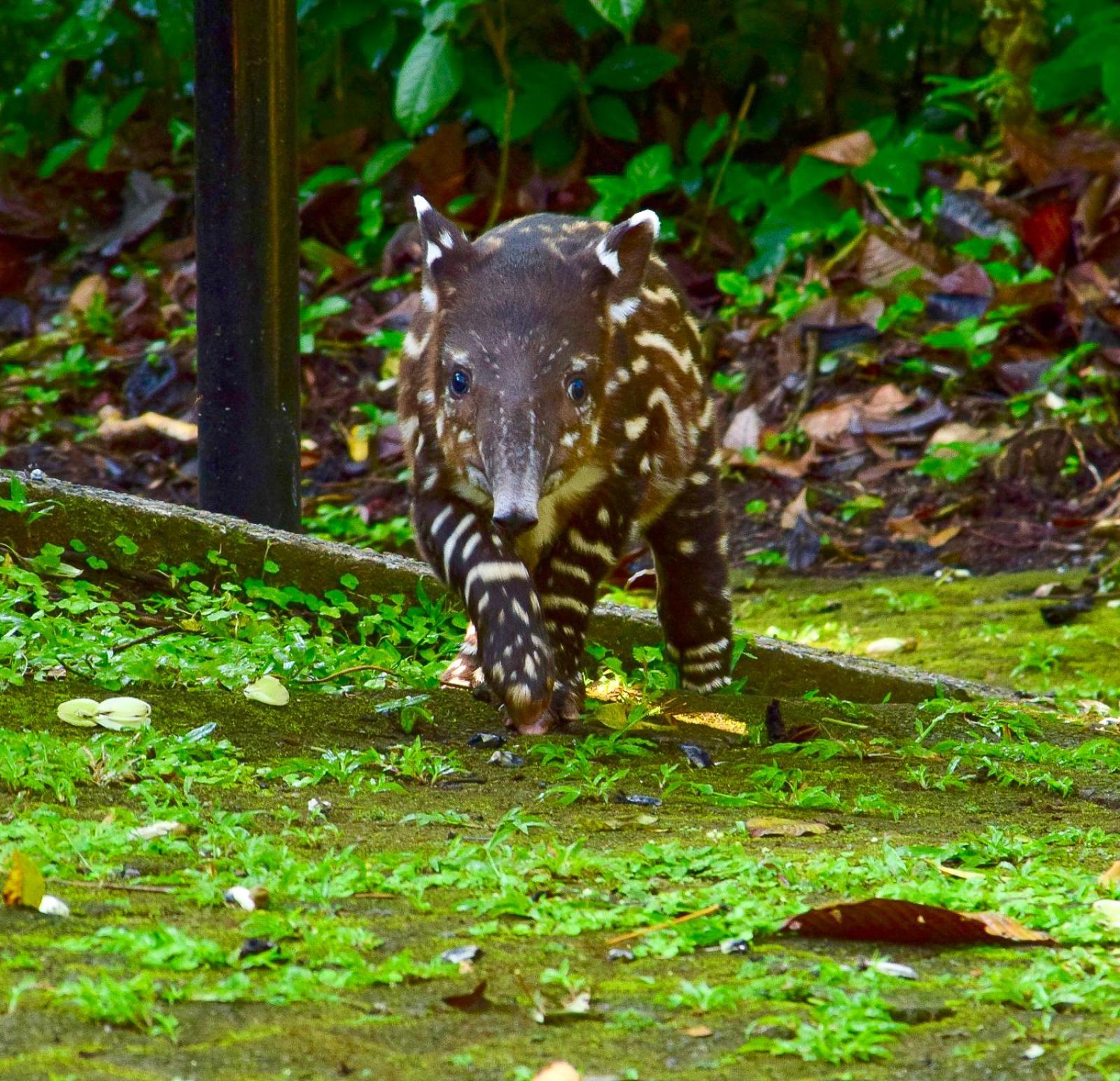 Tapirus Lodge and Reserve