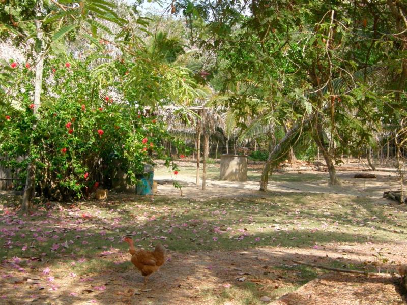 Pajarito Eco-Lodge frente al mar