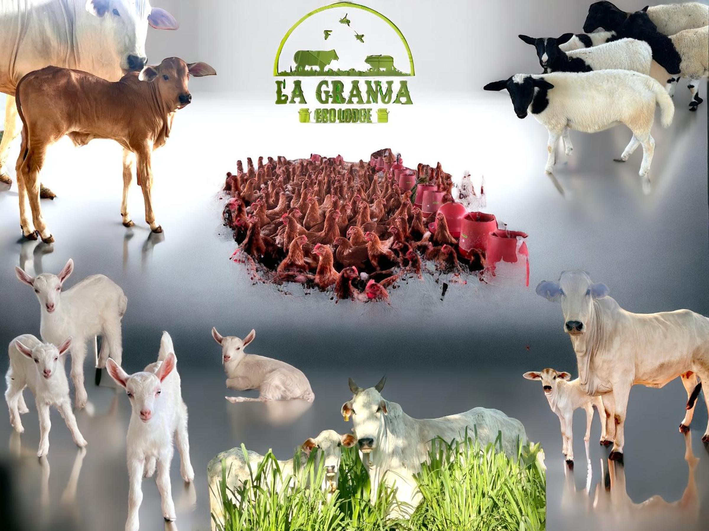 La Granja Eco Lodge
