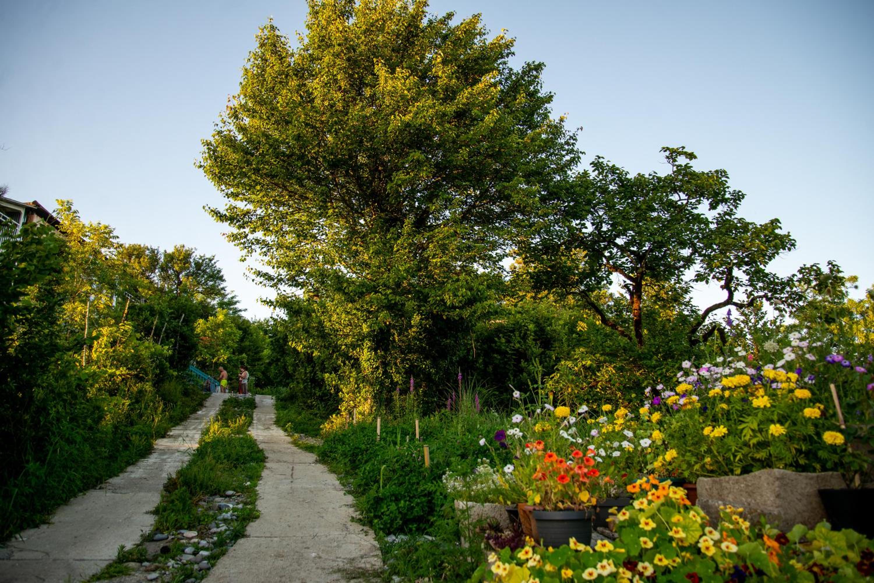Shromantic Garden