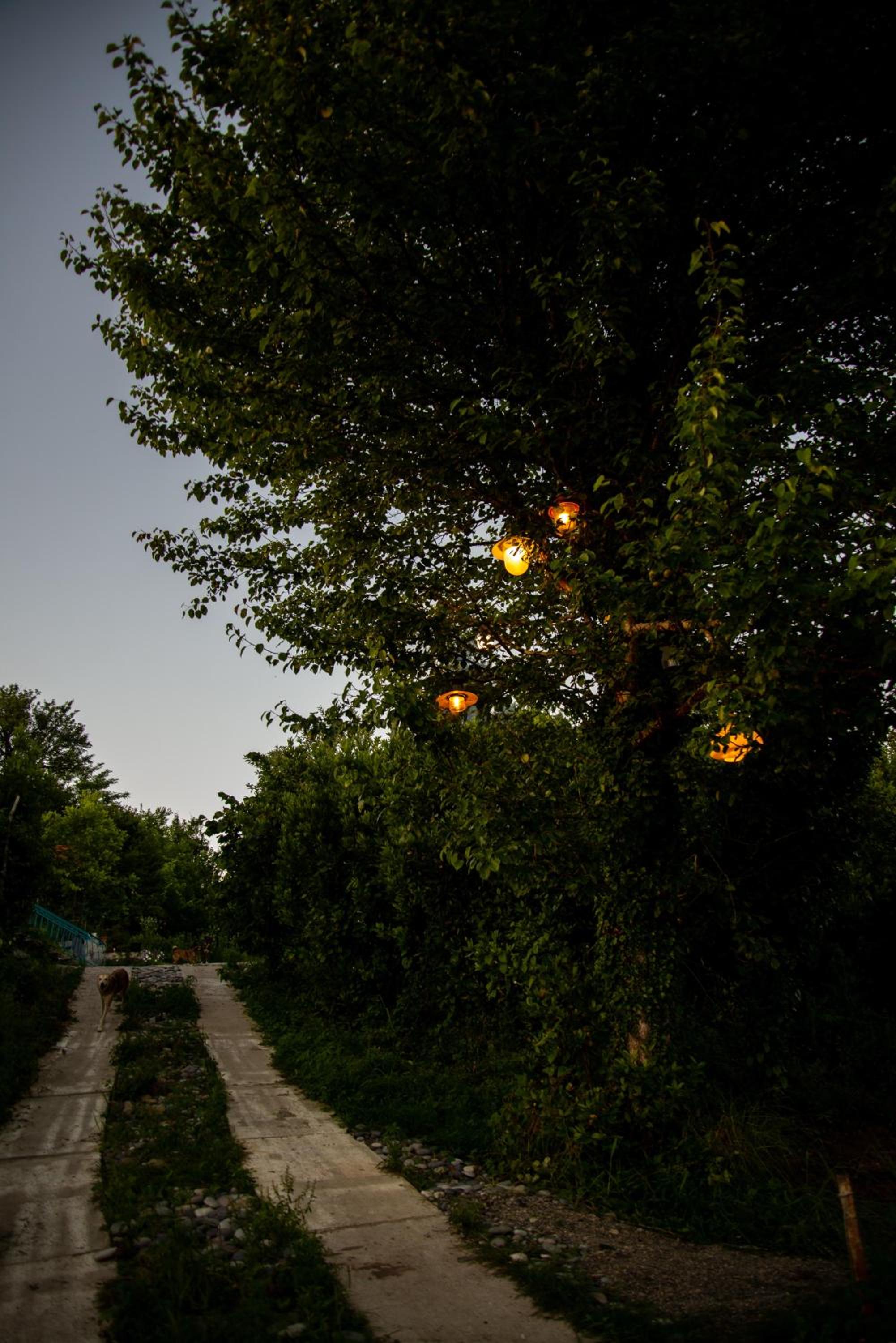 Shromantic Garden