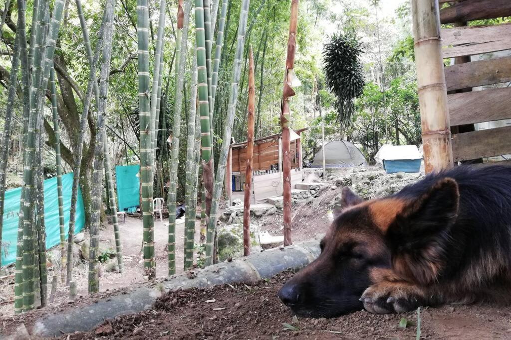 Magic House In The Magic Woodland - Envigado Medellin