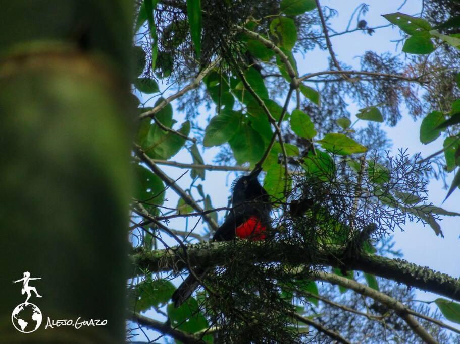 Magic House In The Magic Woodland - Envigado Medellin