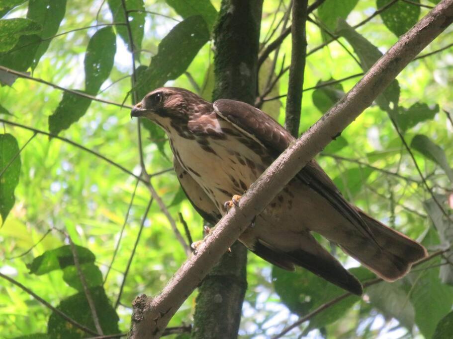 Magic House In The Magic Woodland - Envigado Medellin