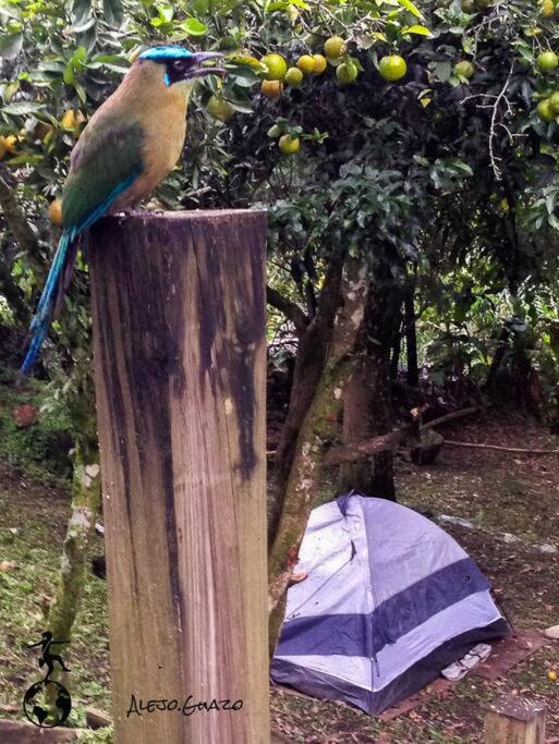 Magic House In The Magic Woodland - Envigado Medellin