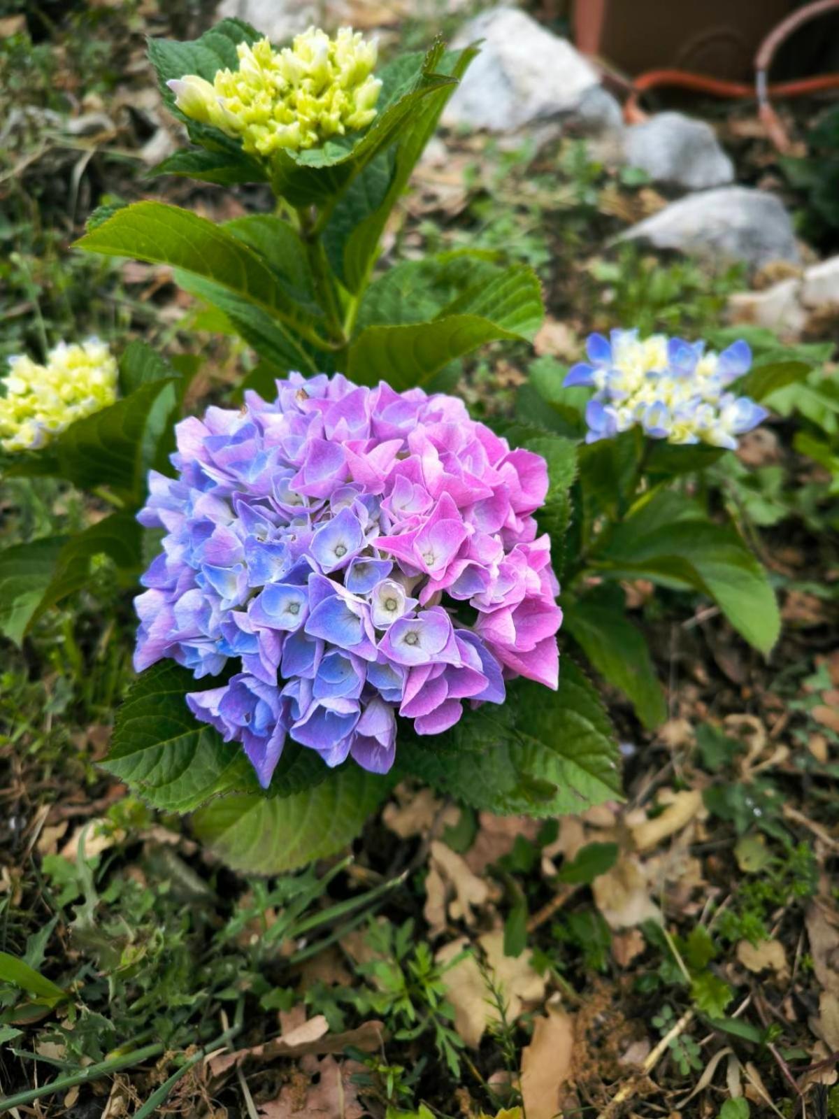 Photo 47