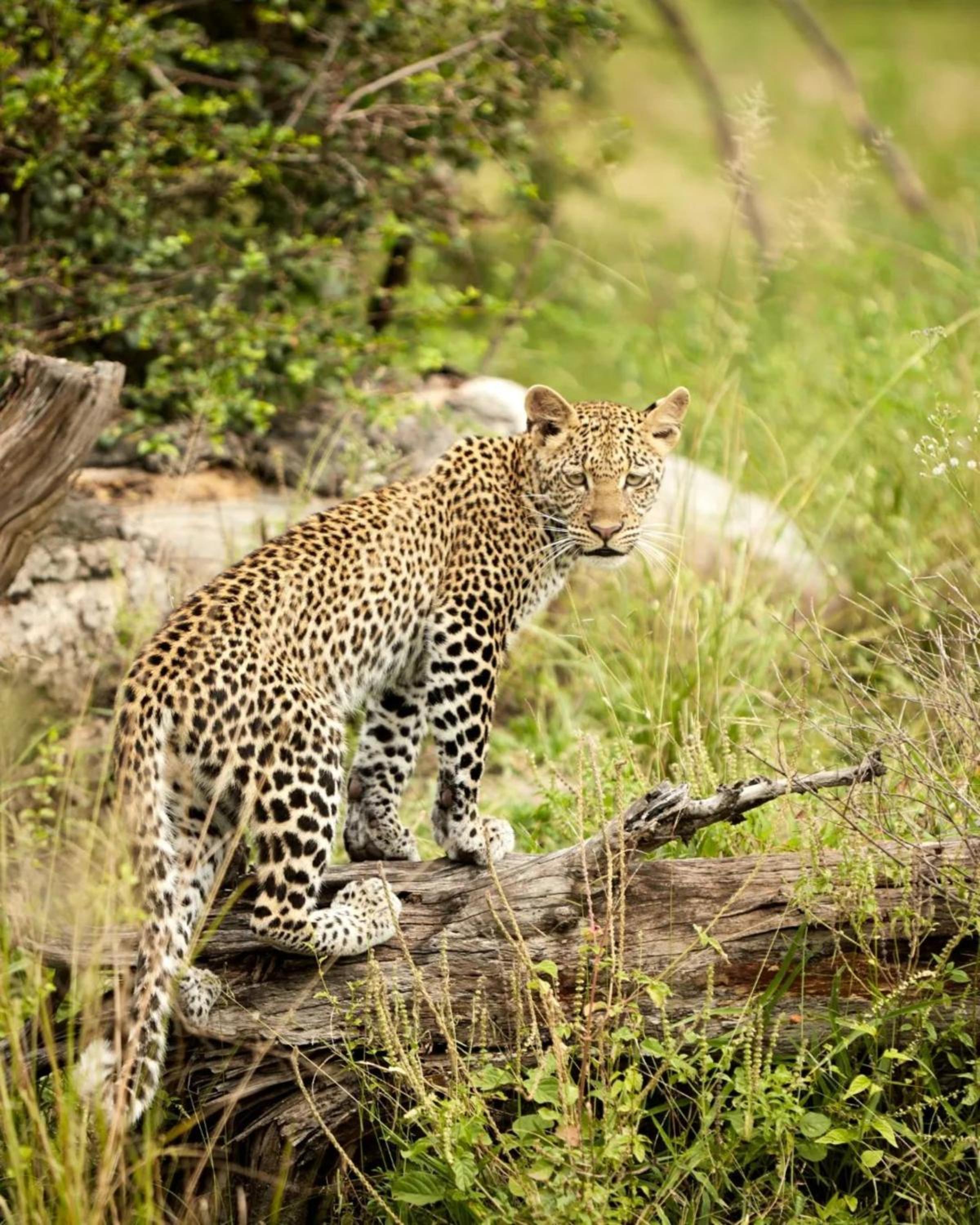 Nje Bush Camp