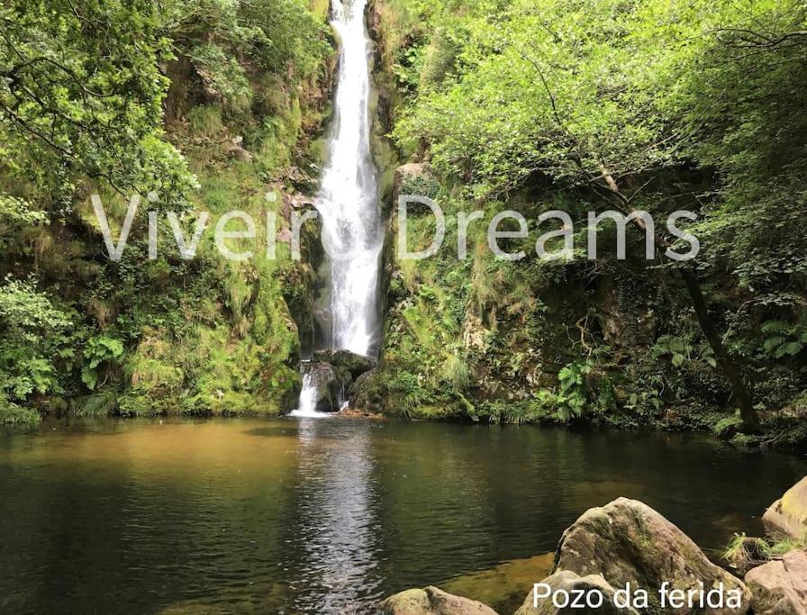 Viveiro Dreams