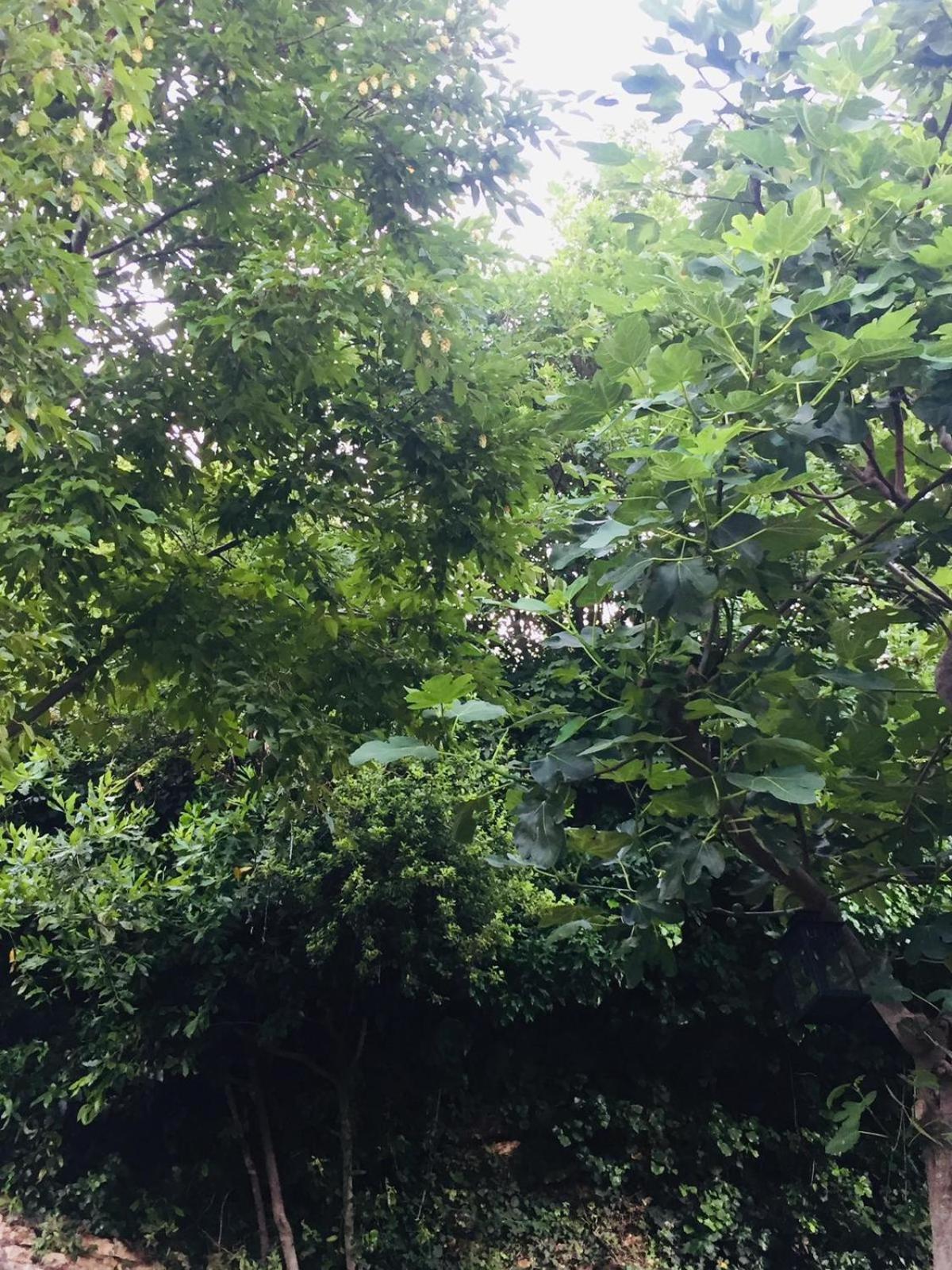 Photo 21