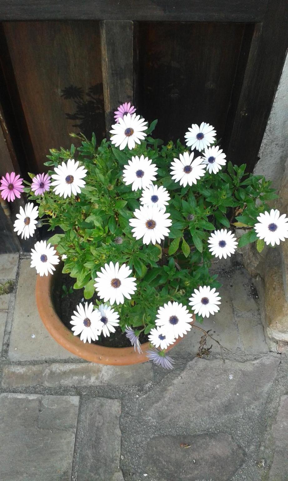 Casa Velarde - Property Image 56