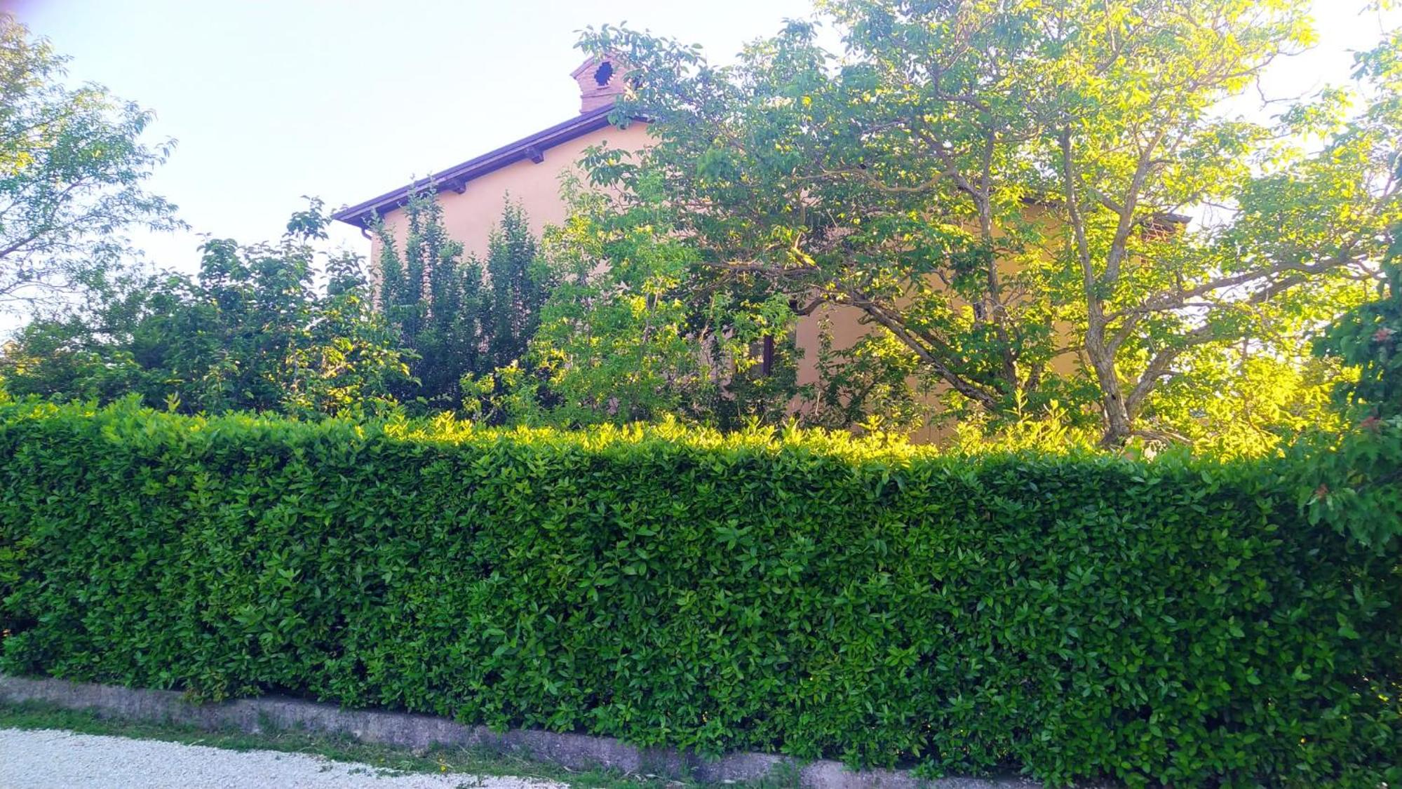 il passero
