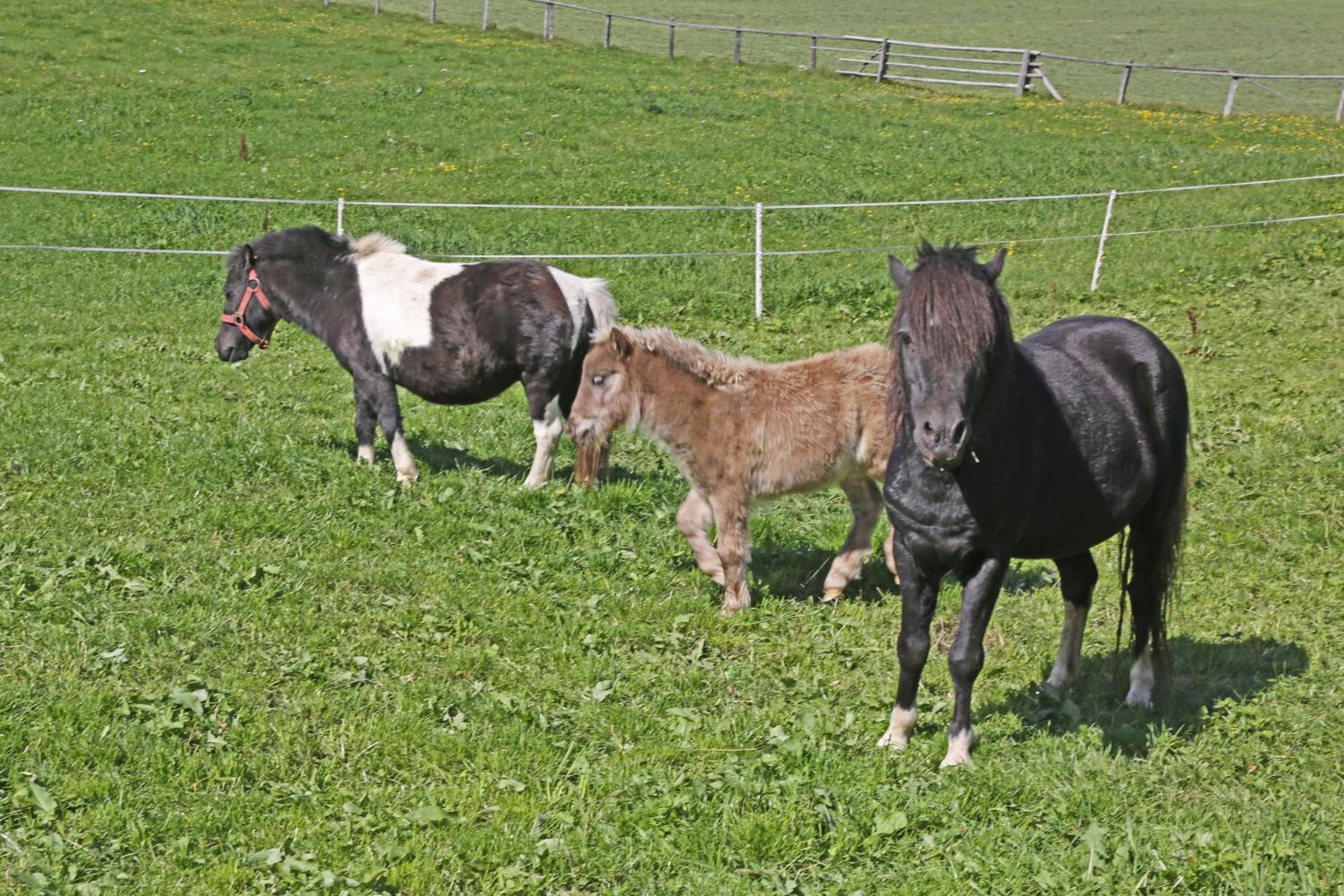 Ulnhof
