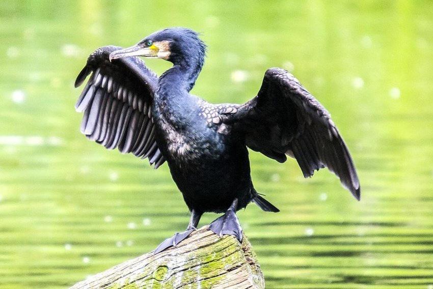 DODO MiniCondo
